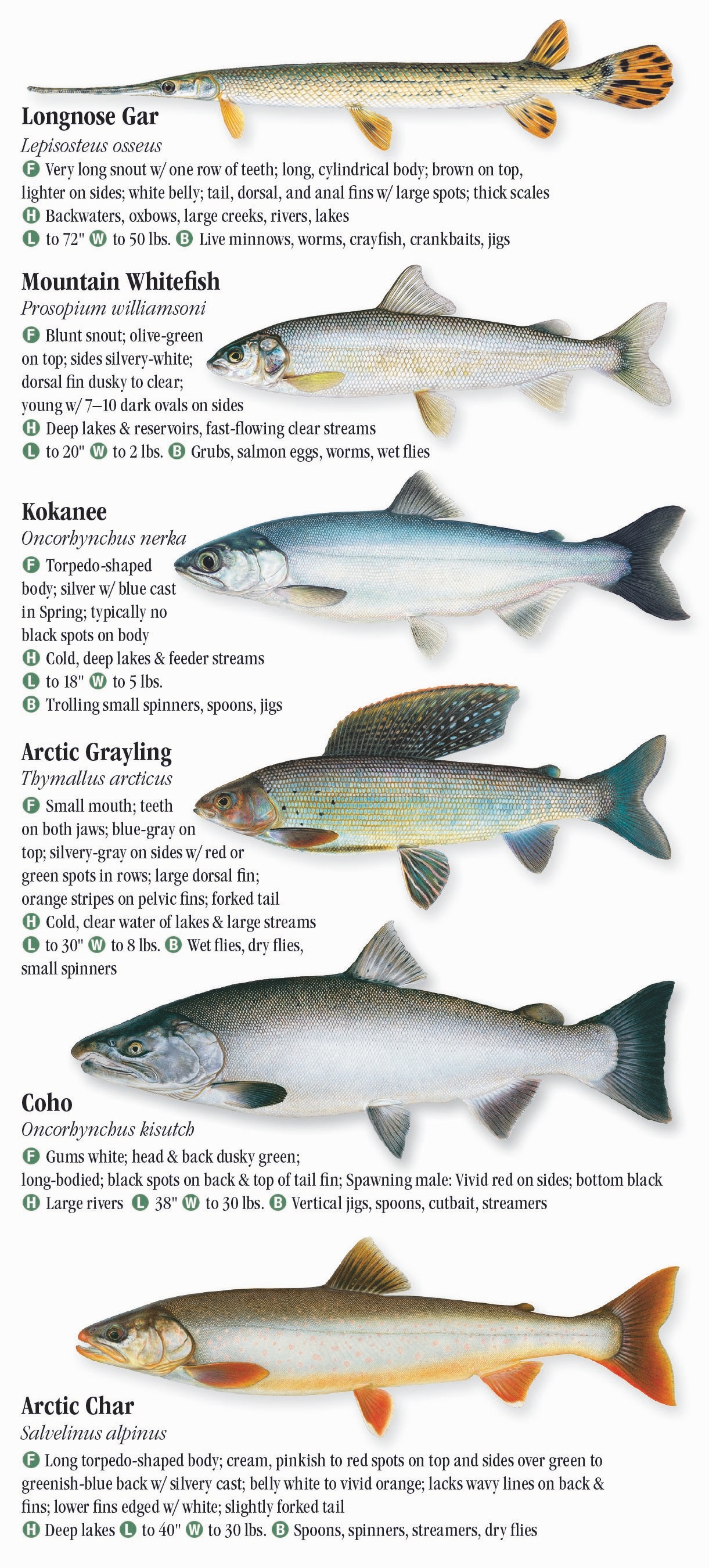 Freshwater Fishes Of The Southern Rocky Mountains Quick Reference