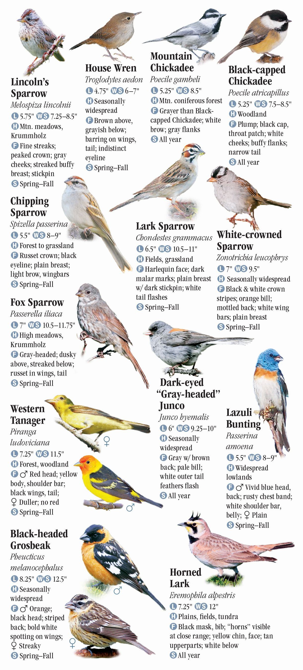 Birds of Yellowstone and Grand Teton National Parks – Quick Reference ...