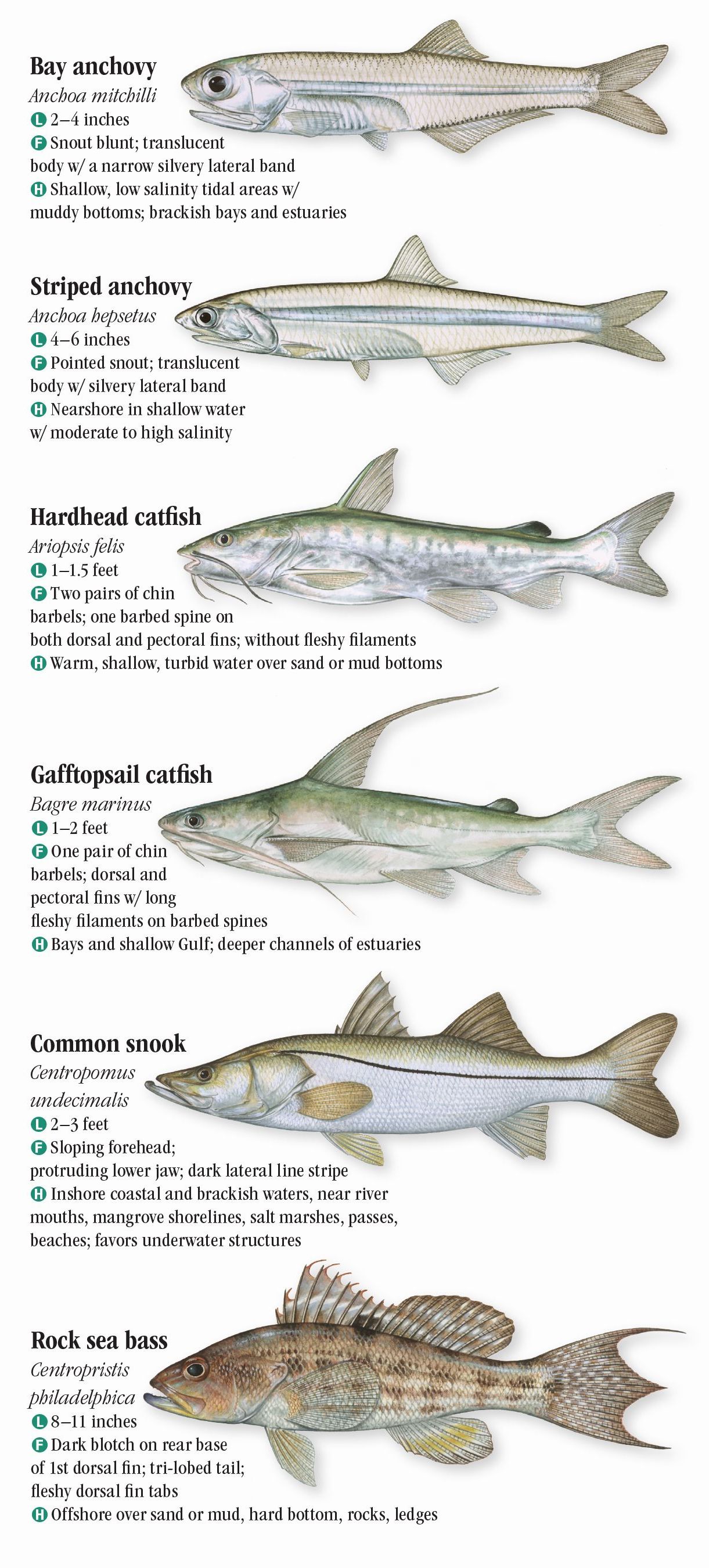 Saltwater Fishes of the Texas Gulf Coast Quick Reference Publishing