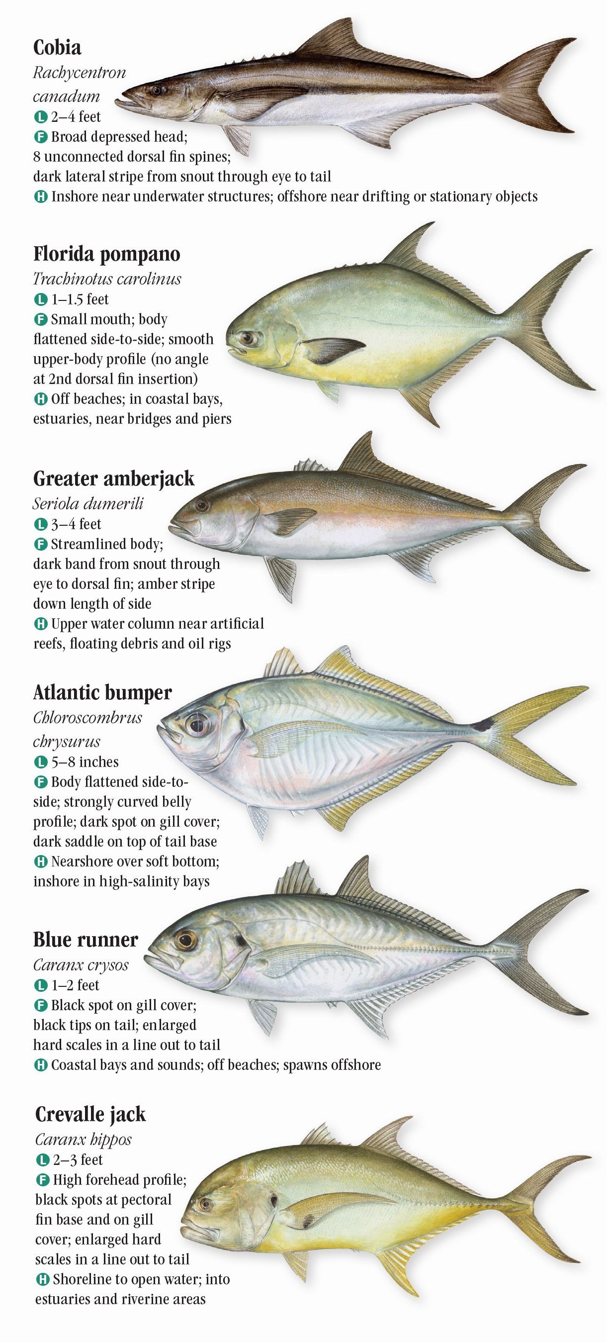 Saltwater Fishes of the Texas Gulf Coast Quick Reference Publishing