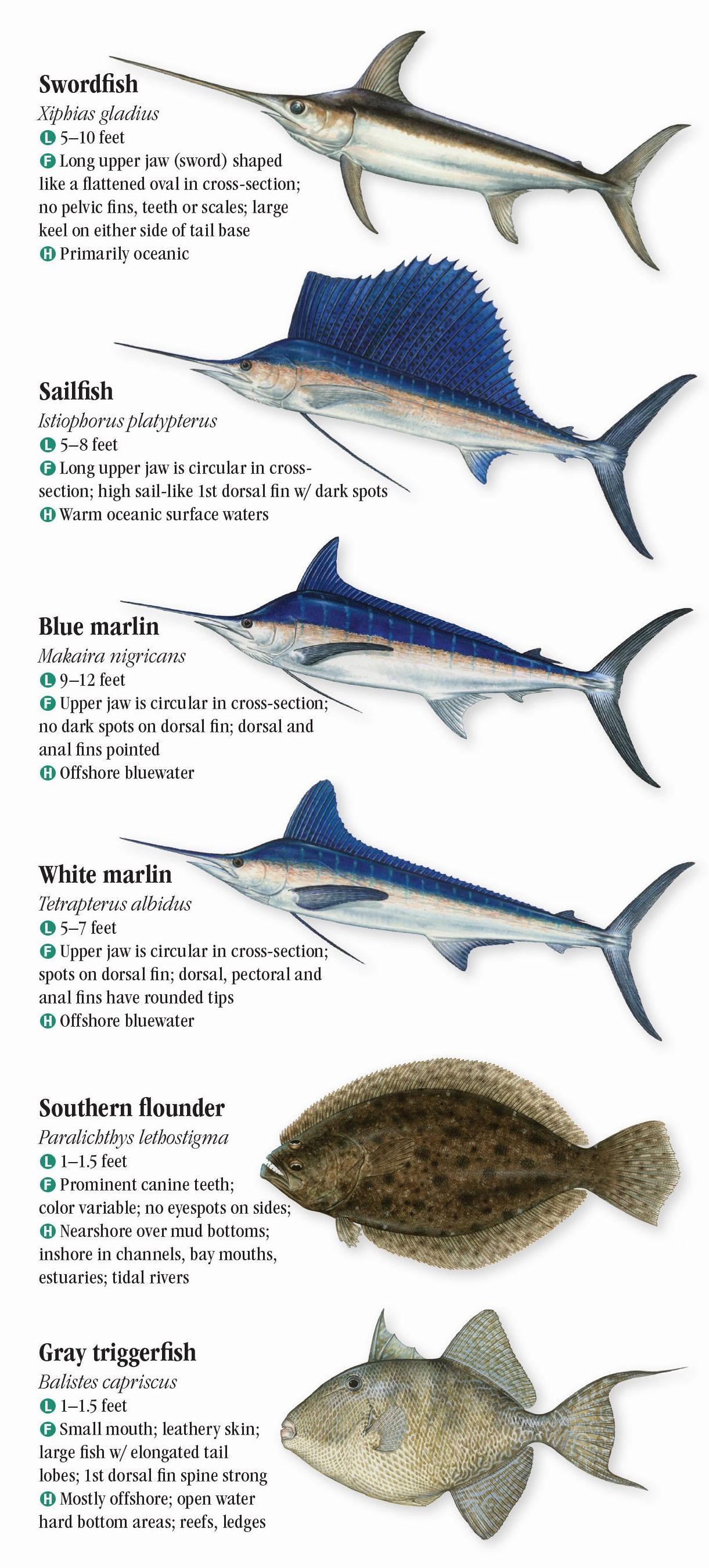 Saltwater Fishes of the Texas Gulf Coast – Quick Reference Publishing