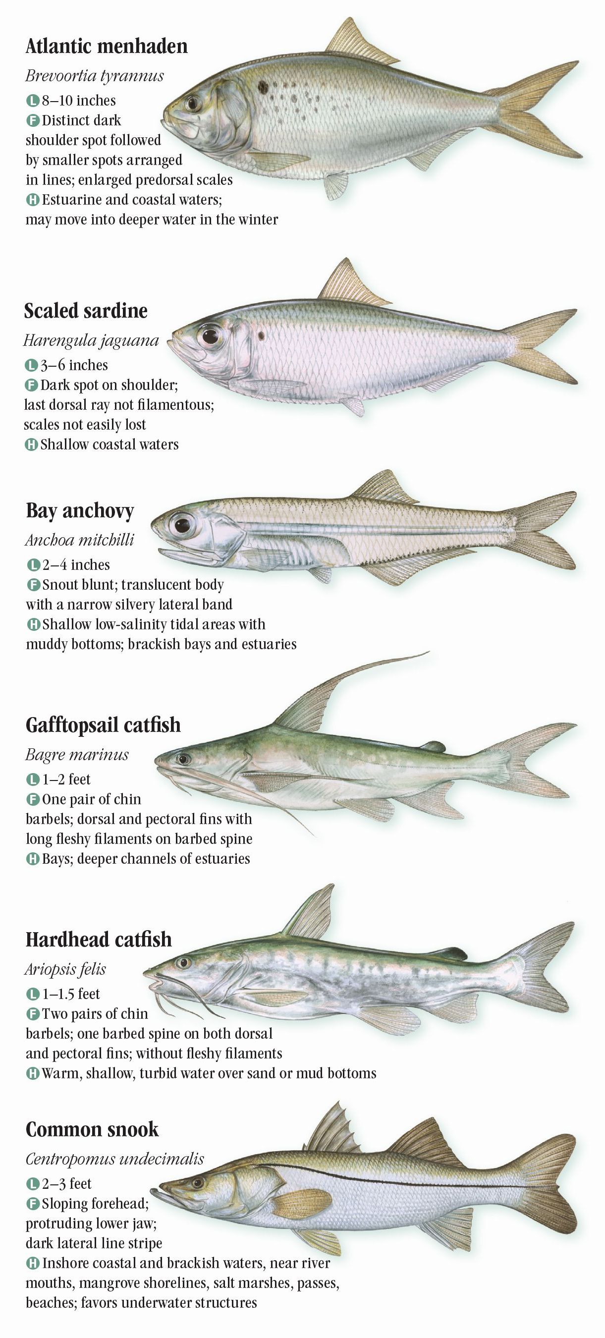 Saltwater Fishes of Florida: Central and Northern Atlantic Coast ...