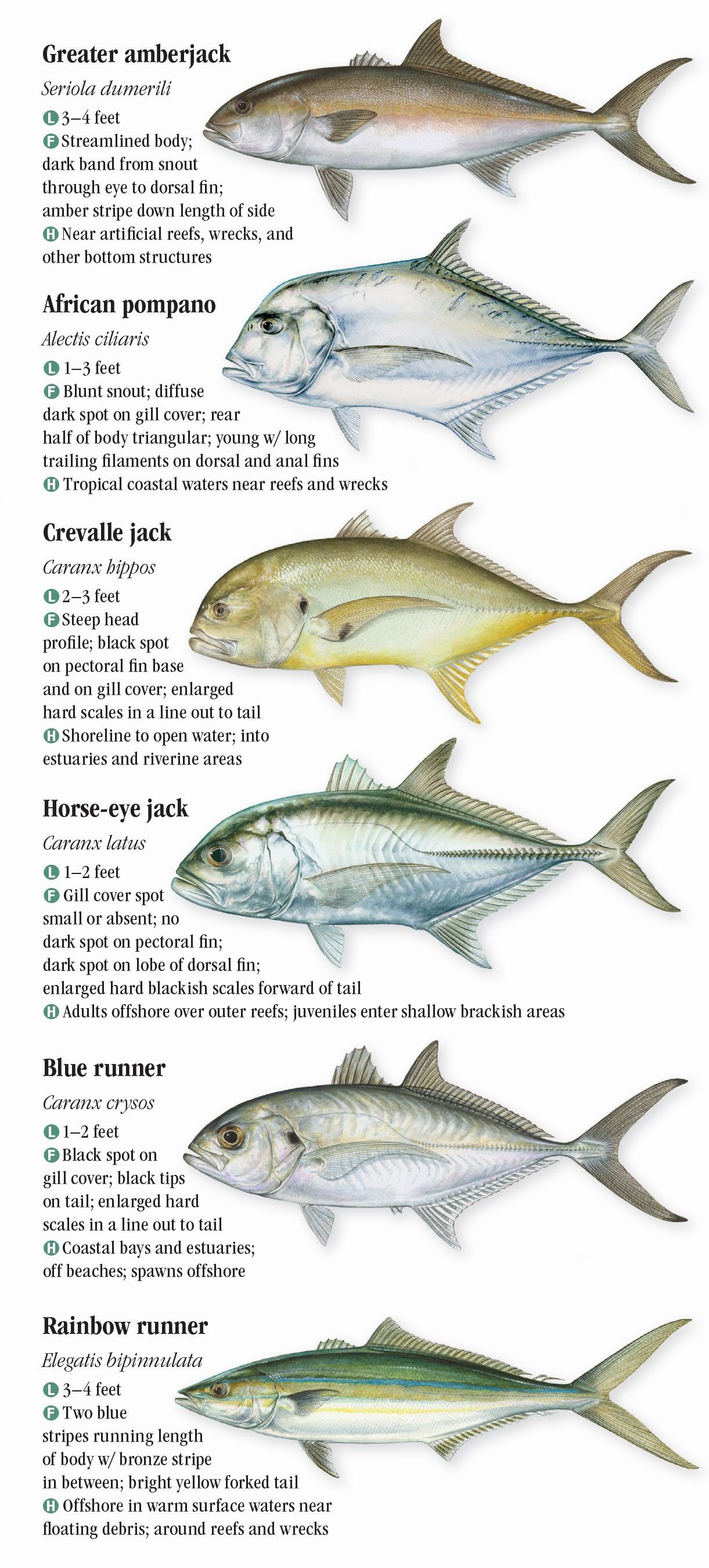 saltwater-fishes-of-florida-southern-gulf-of-mexico-quick-reference