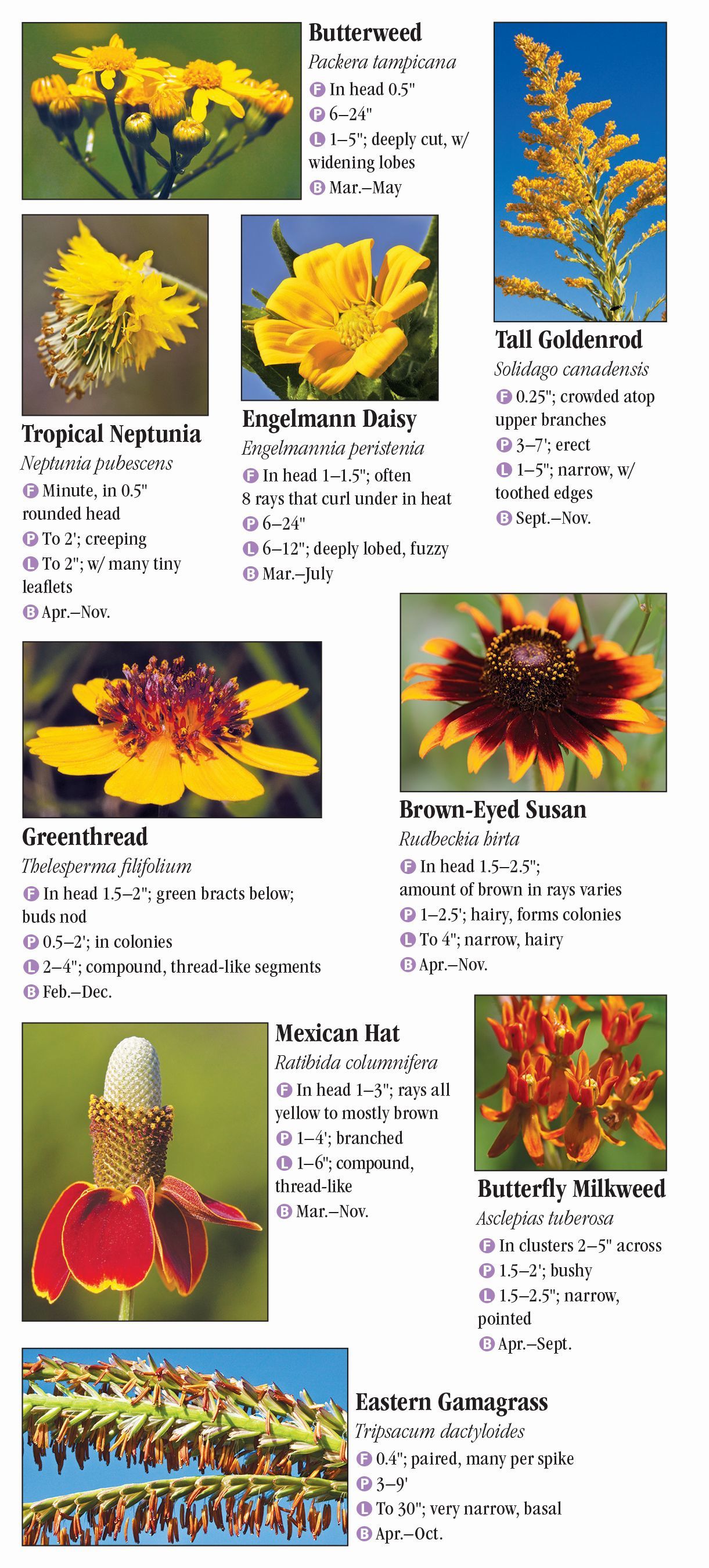 Wildflowers of Southeast Texas Quick Reference Publishing