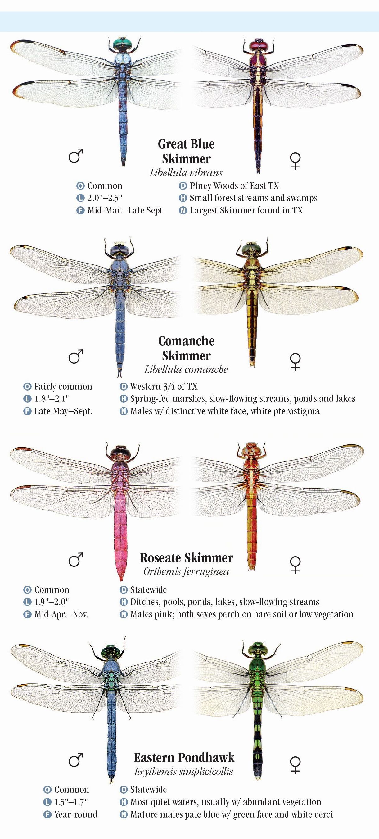 dragonflies-of-texas-quick-reference-publishing-wholesale