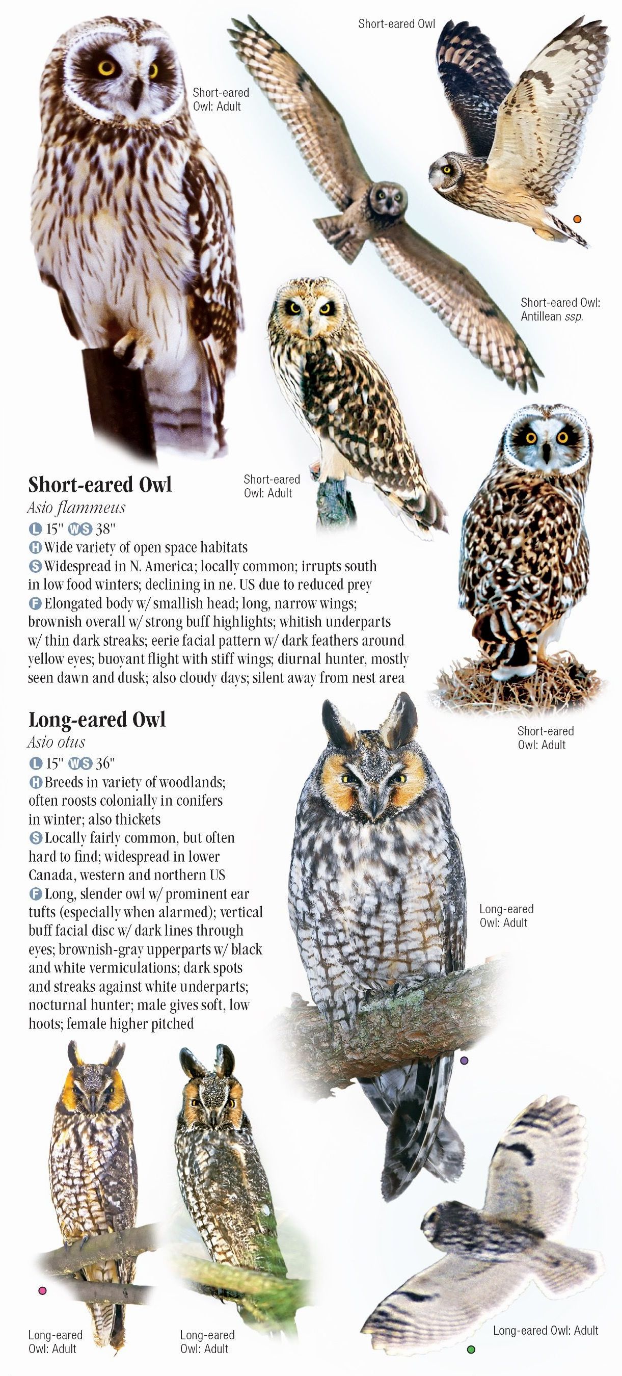 Owls of North America – Quick Reference Publishing Wholesale