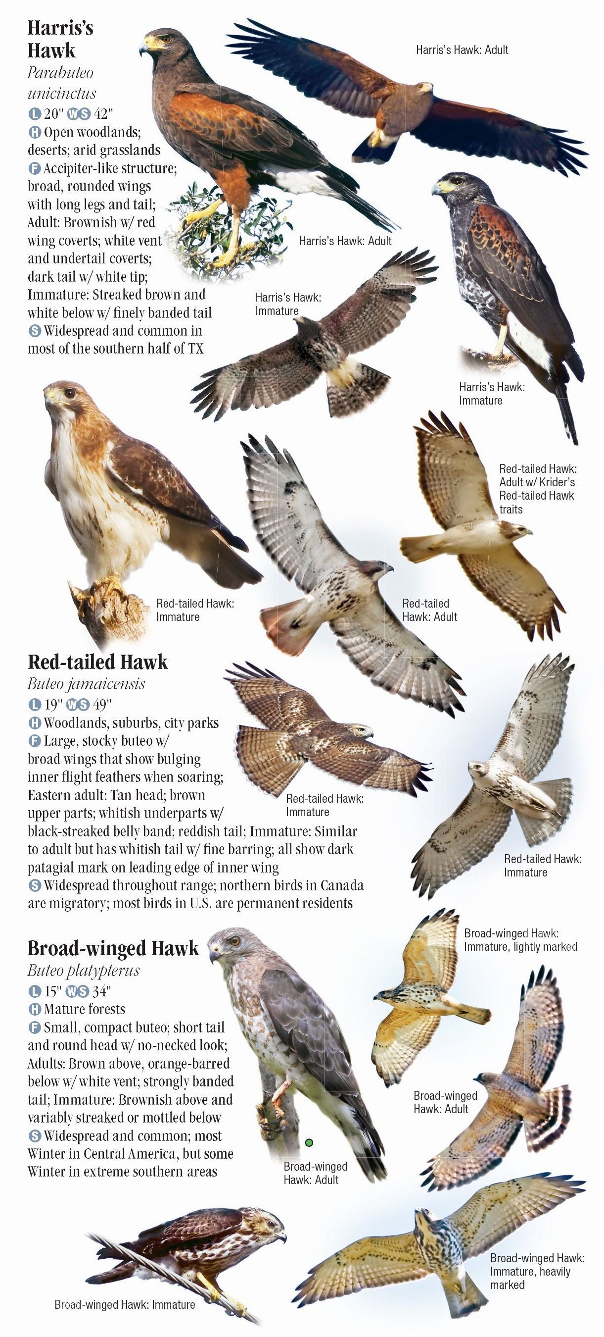 Raptors of Eastern North America – Quick Reference Publishing