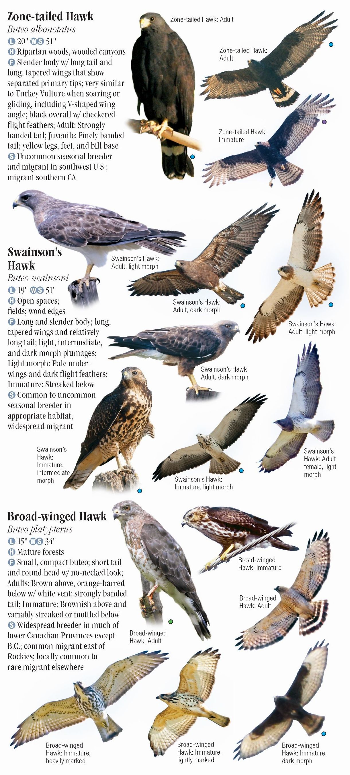 Raptors of Western North America – Quick Reference Publishing