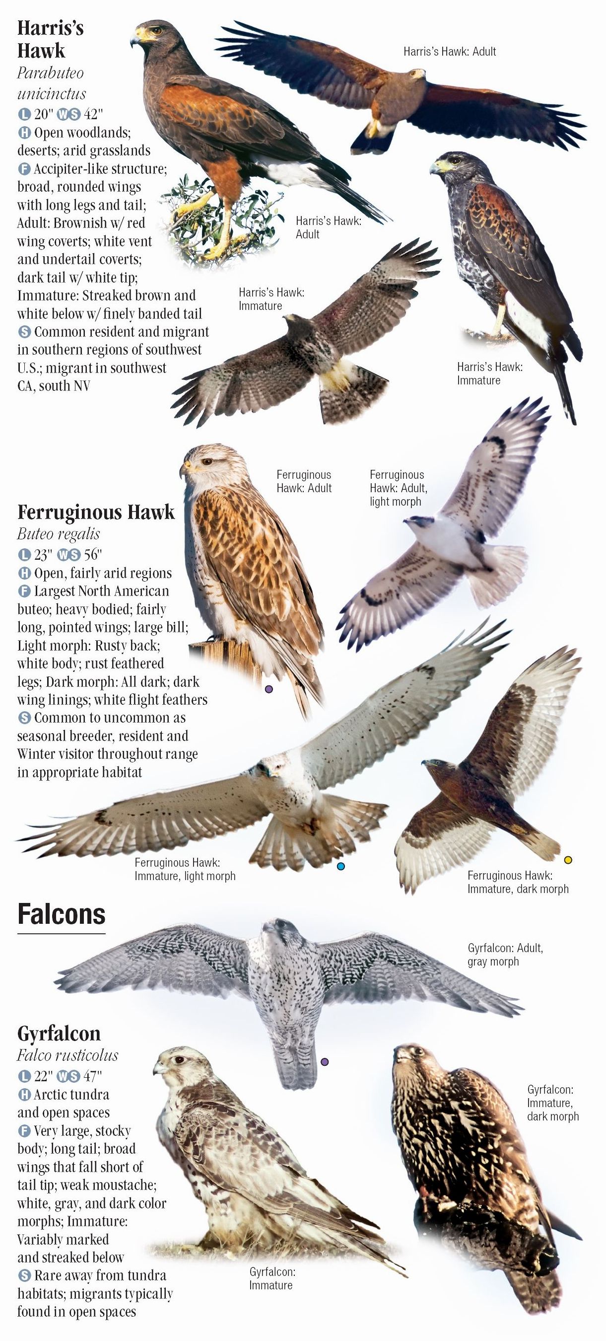 Raptors of Western North America – Quick Reference Publishing