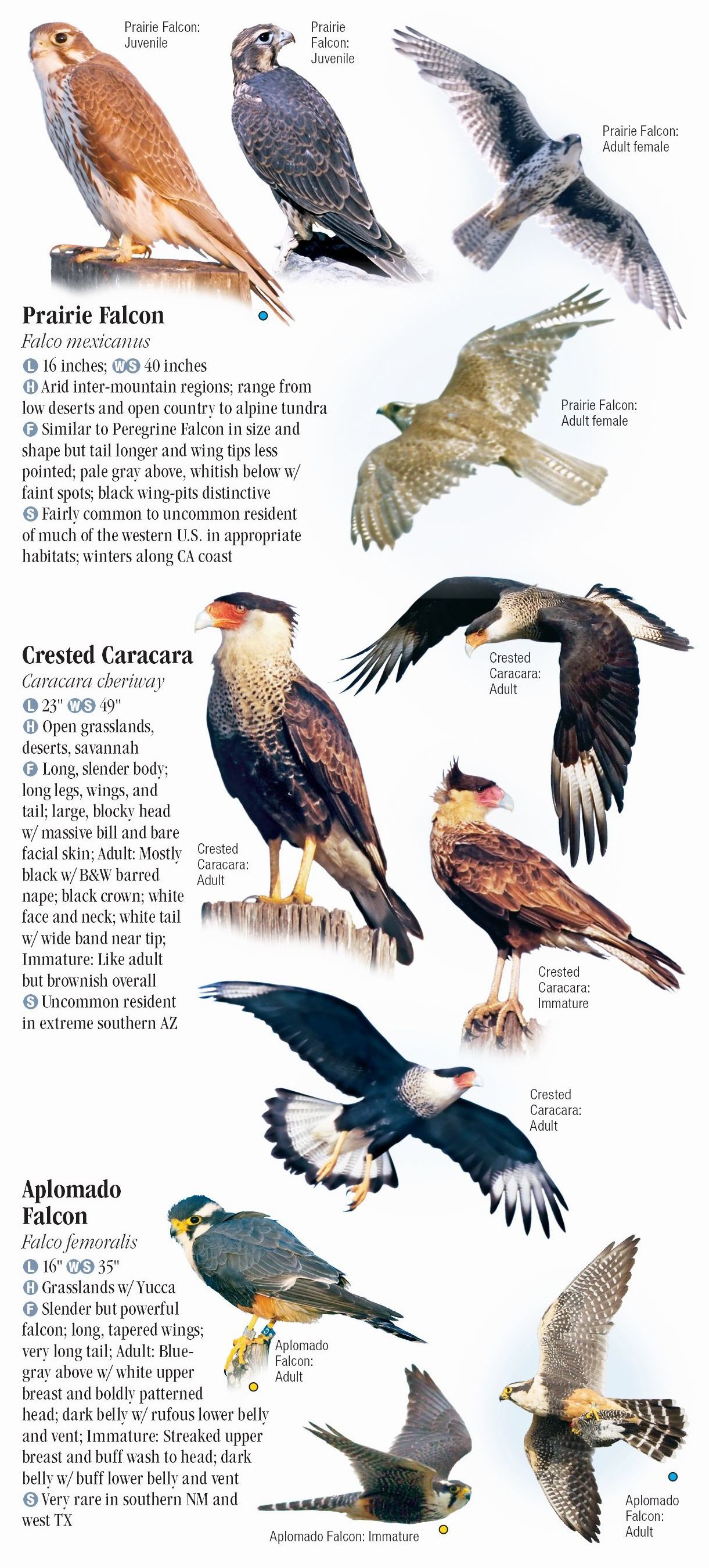 Raptors of Western North America – Quick Reference Publishing