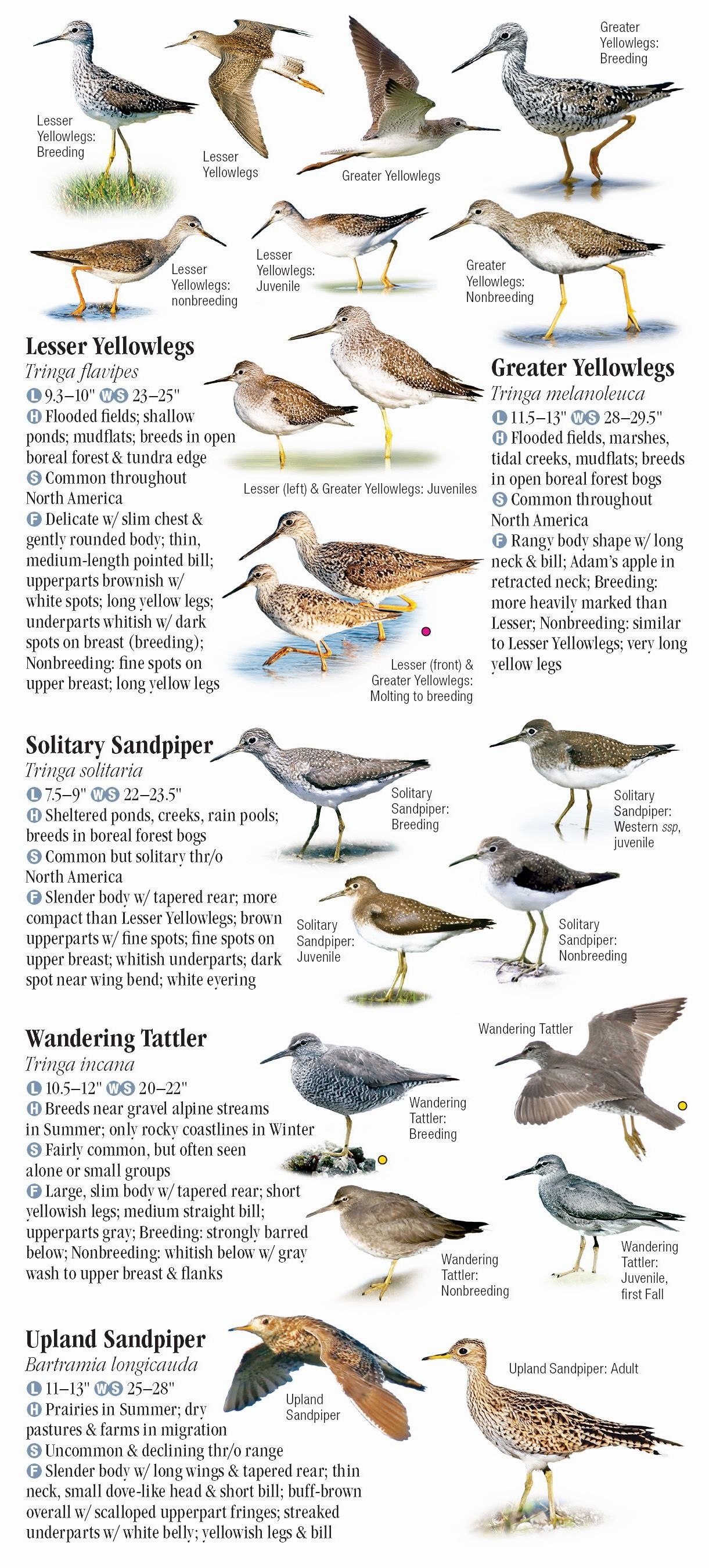 Shorebirds of North America – Quick Reference Publishing Wholesale