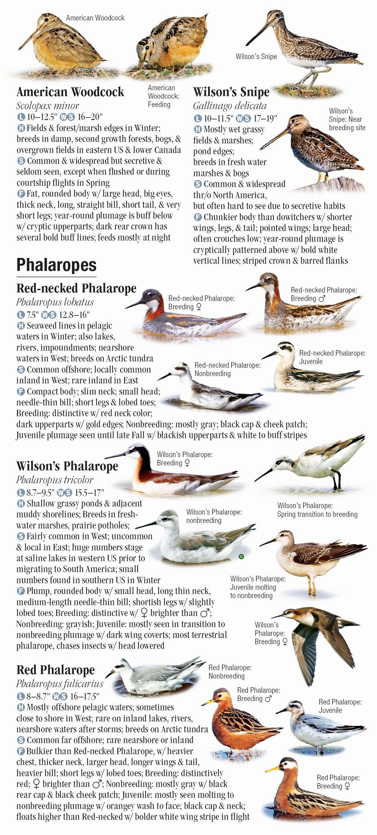 Shorebirds of North America – Quick Reference Publishing Wholesale