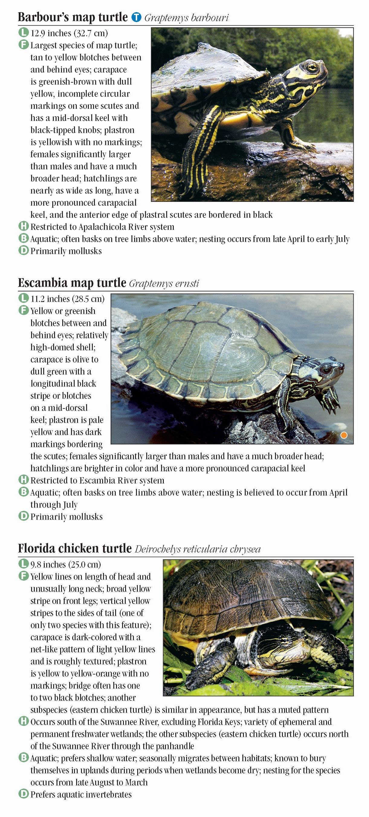 Turtles of Florida – Quick Reference Publishing Wholesale