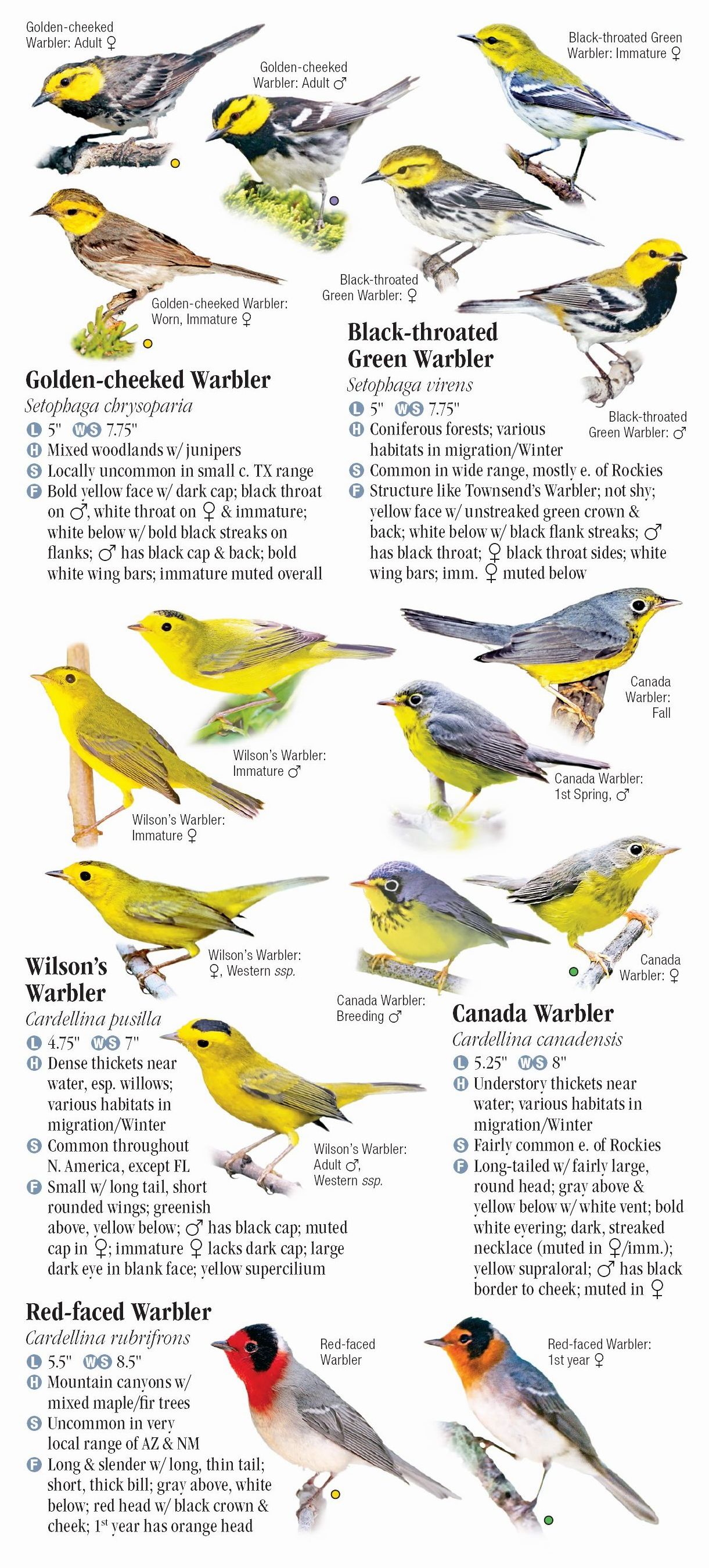 Warblers of North America – Quick Reference Publishing