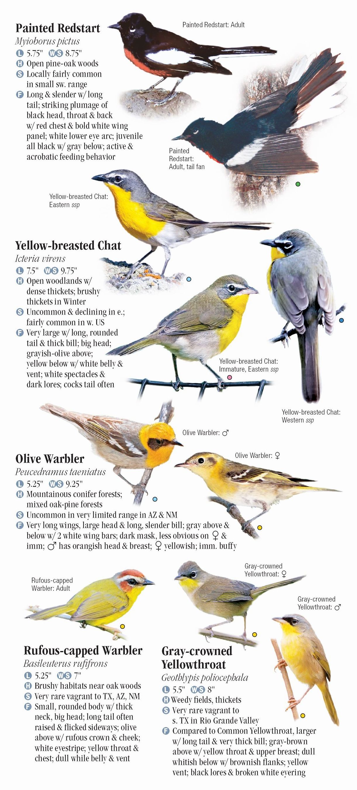 Warblers of North America – Quick Reference Publishing