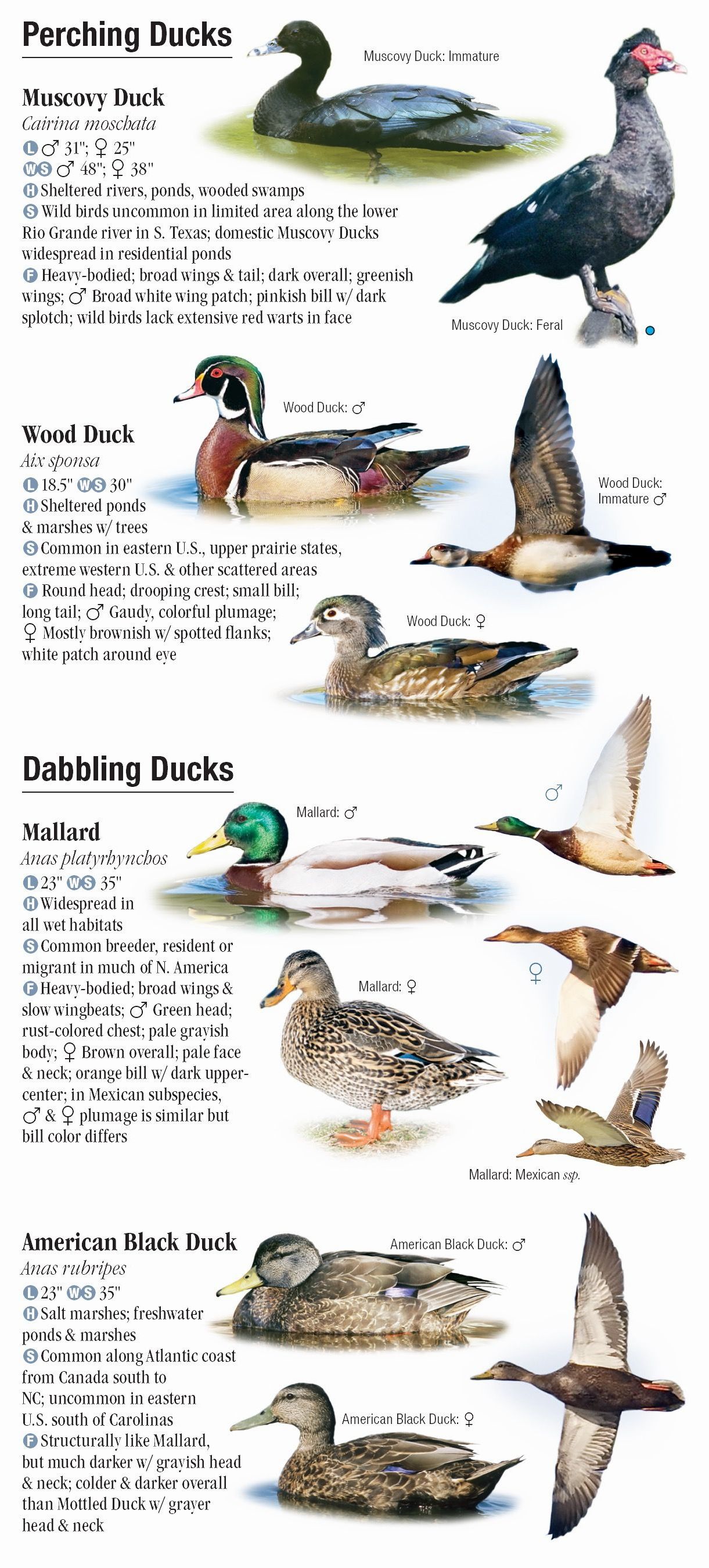 Waterfowl of North America Quick Reference Publishing Wholesale