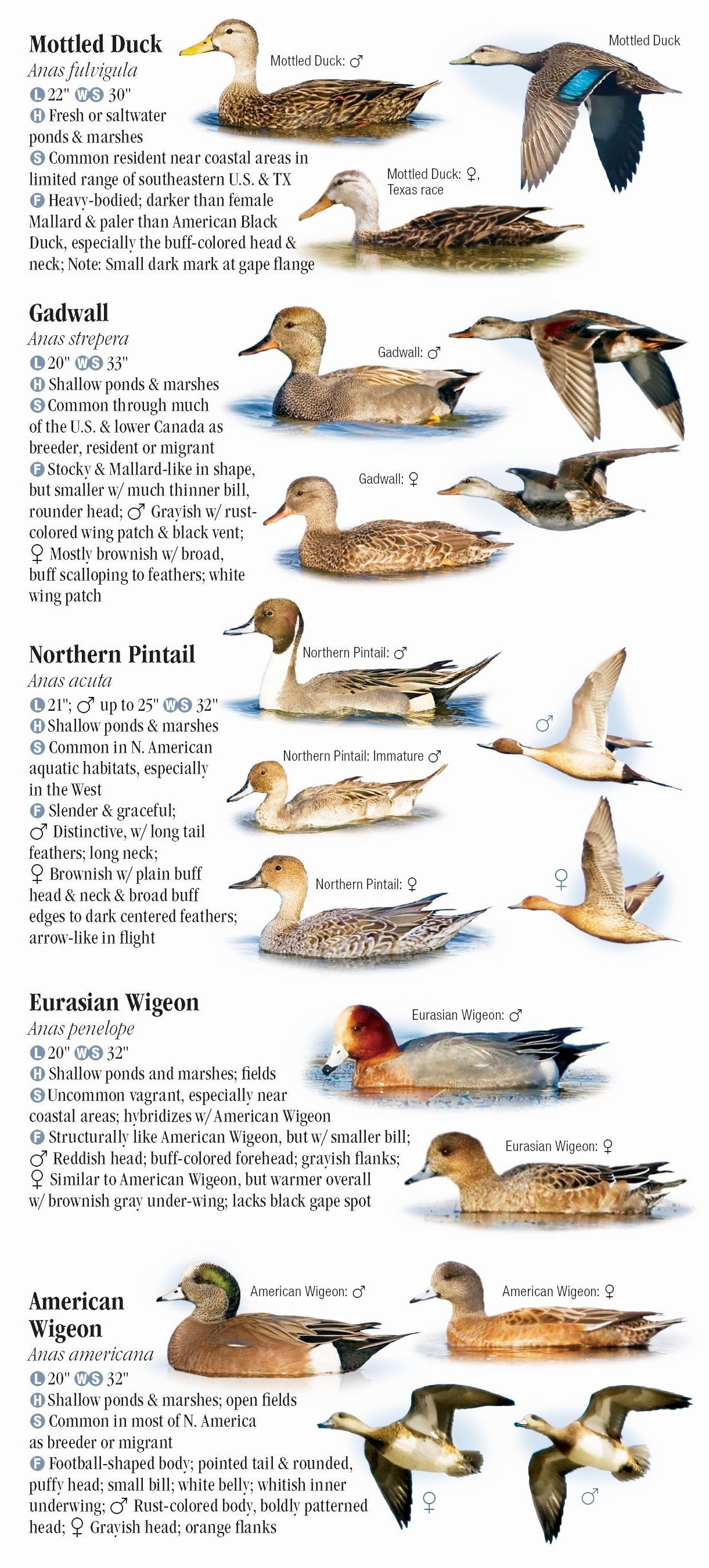Waterfowl of North America – Quick Reference Publishing Wholesale