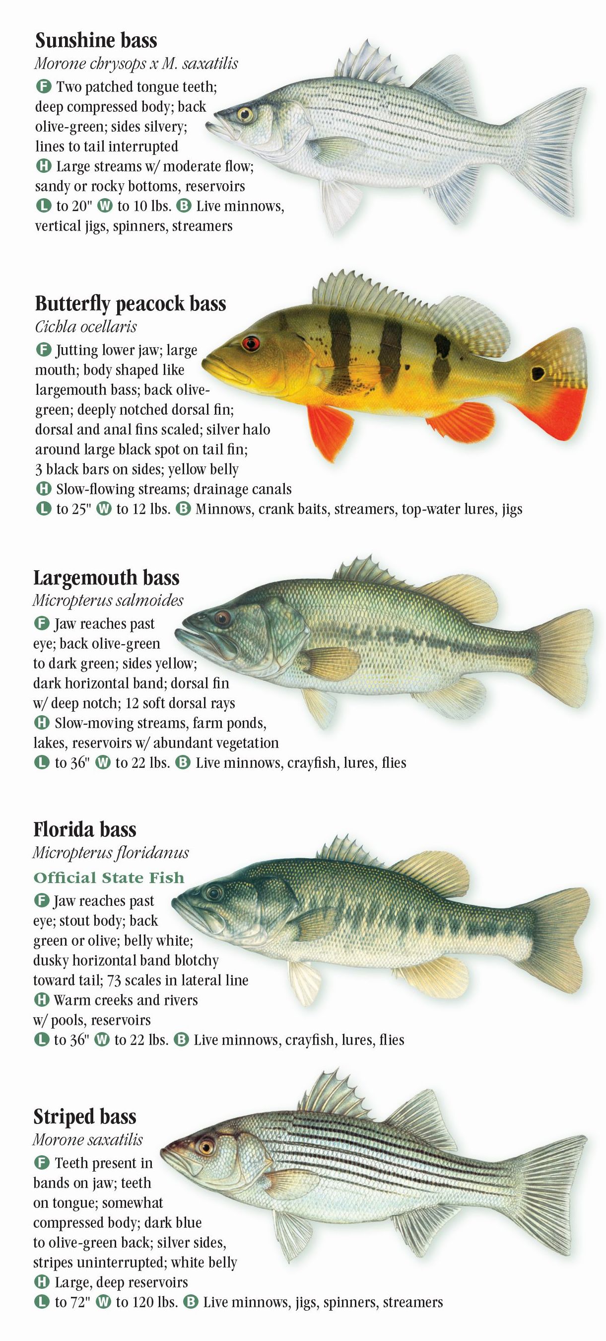 Florida Keys Fish Species Chart | Hot Sex Picture