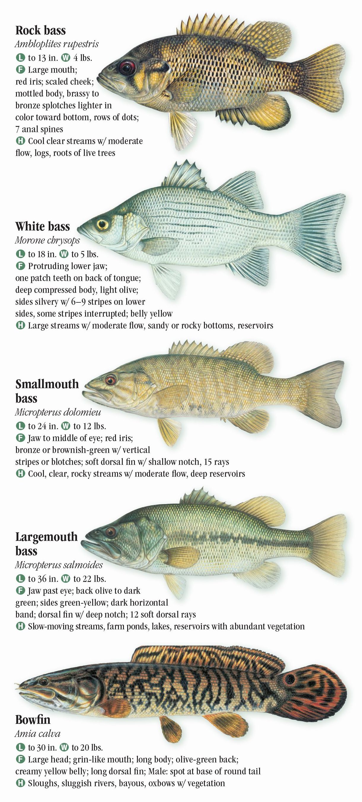 Fishes of the Chesapeake Bay – Quick Reference Publishing