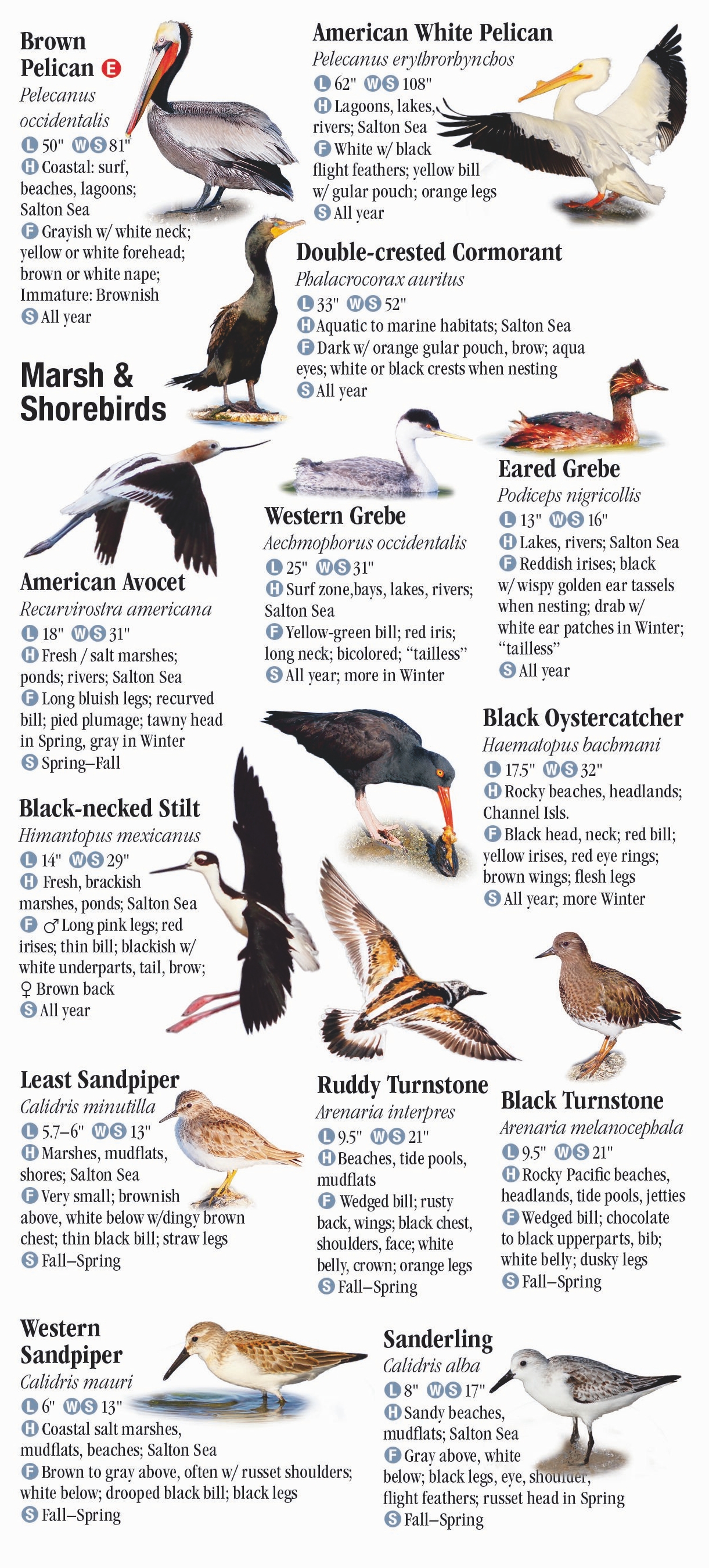 Birds of Southern California – Quick Reference Publishing Wholesale