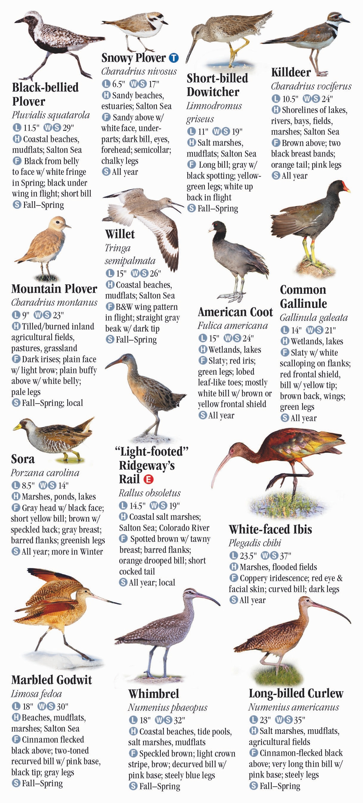 Words To Describe Bird Sounds