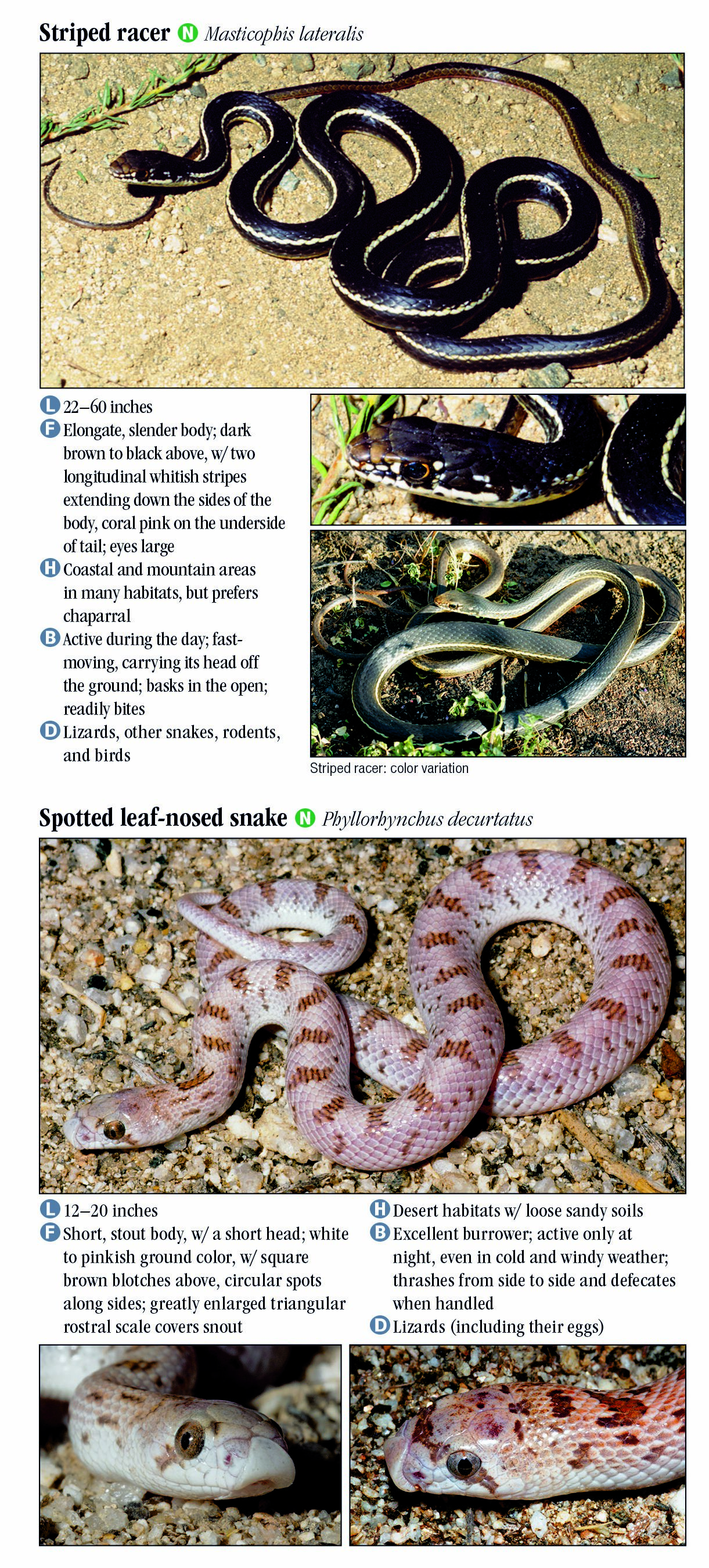 Snakes Of Southern California Quick Reference Publishing Wholesale   154.Snakes SoCA RP 04.16 Page 06 