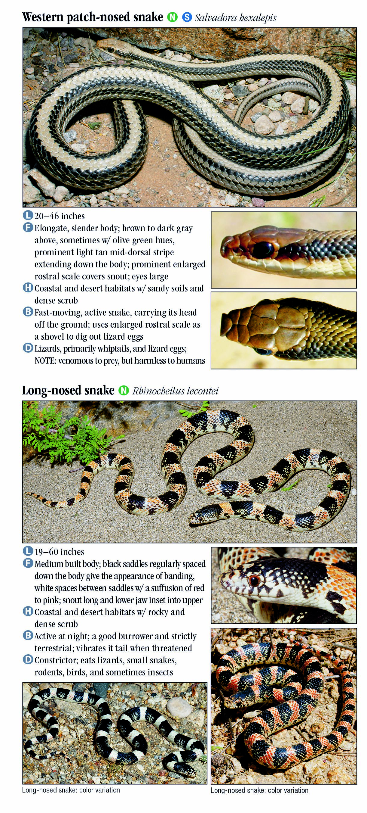 Snakes Of Southern California Quick Reference Publishing Wholesale   154.Snakes SoCA RP 04.16 Page 07 