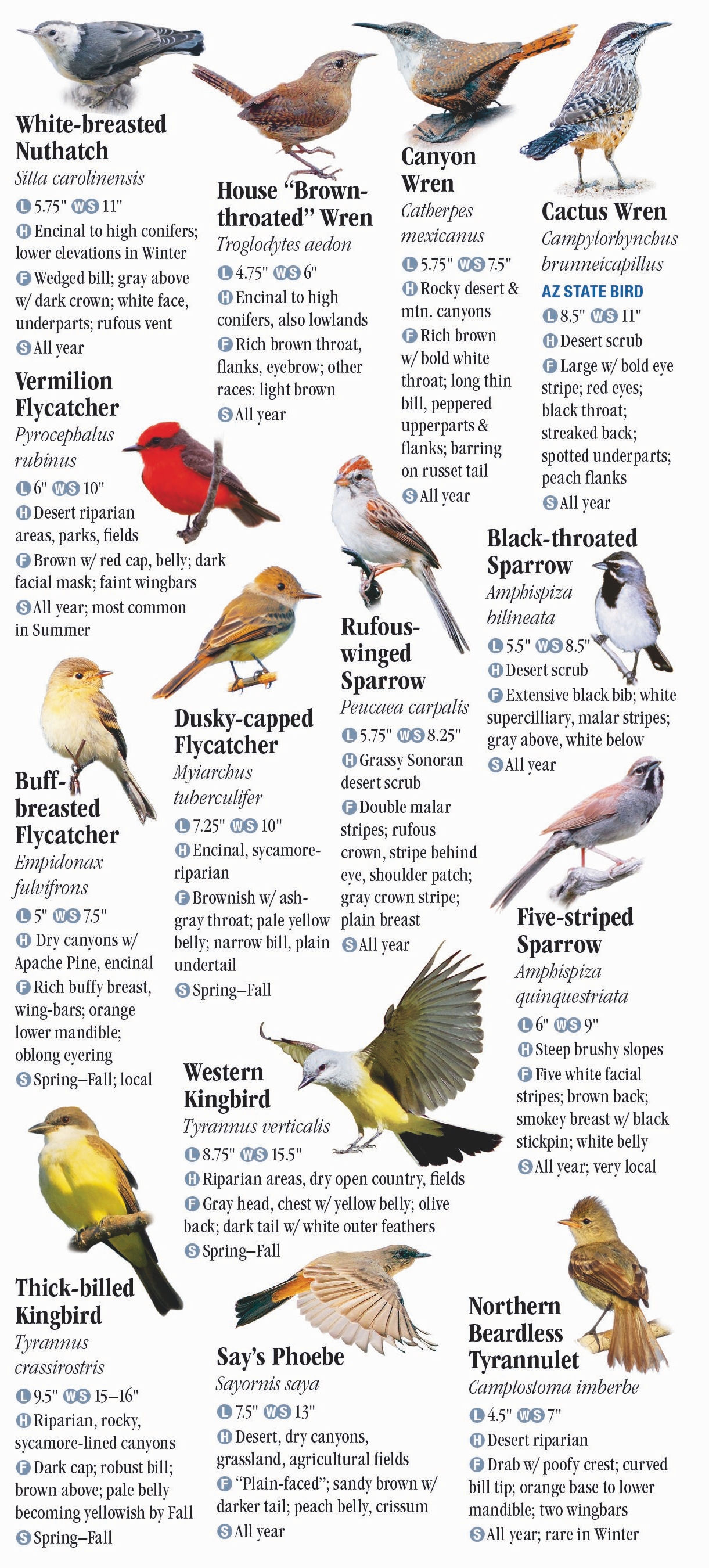 Types of Green Birds - A-Z Animals