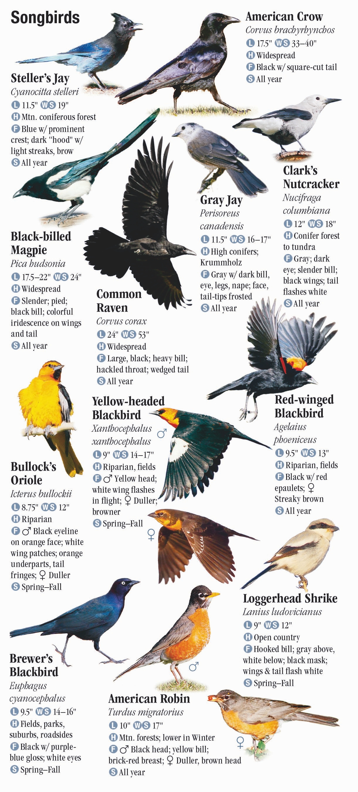 Birds of the Northern Rocky Mountains – Quick Reference Publishing