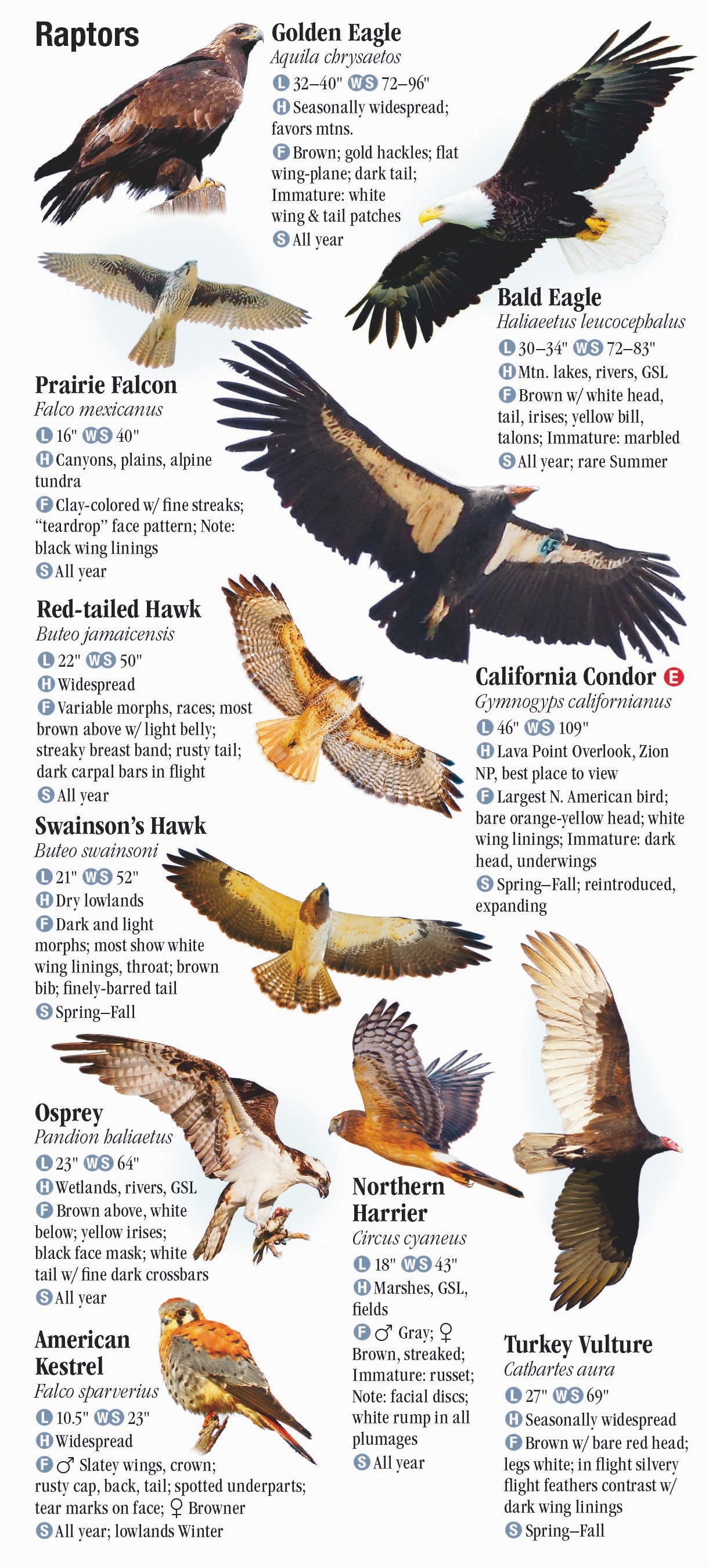 Birds of Utah – Quick Reference Publishing