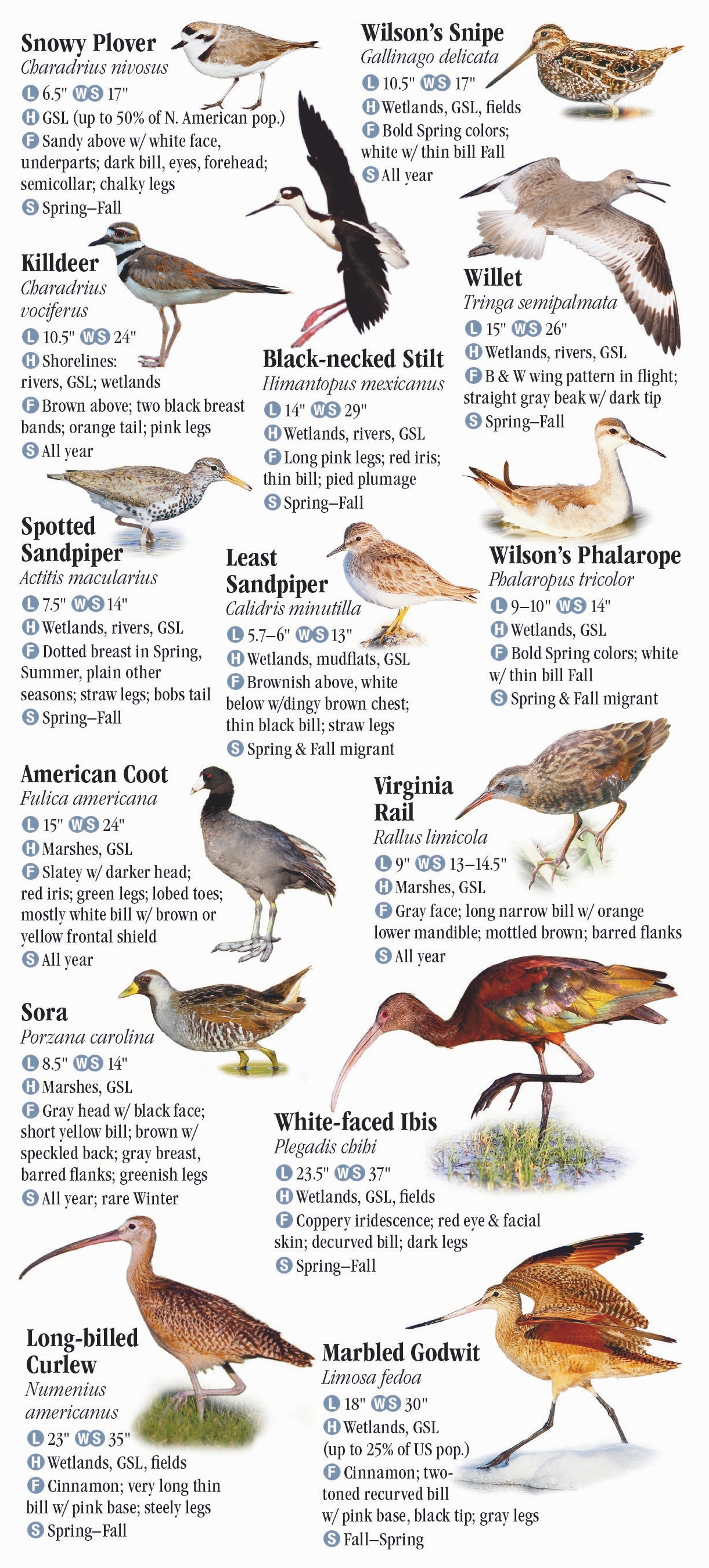 Birds Of Utah – Quick Reference Publishing Wholesale