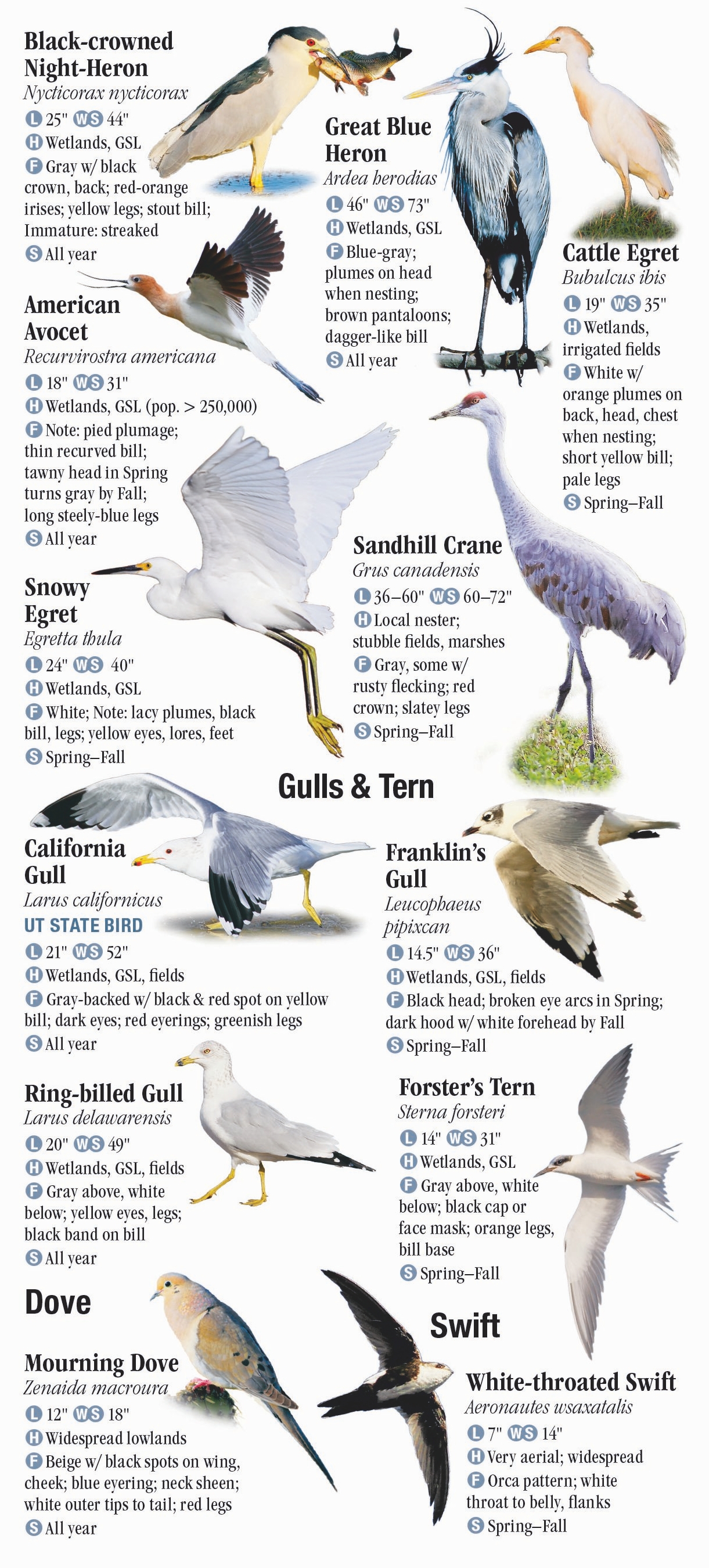 Birds of Utah – Quick Reference Publishing