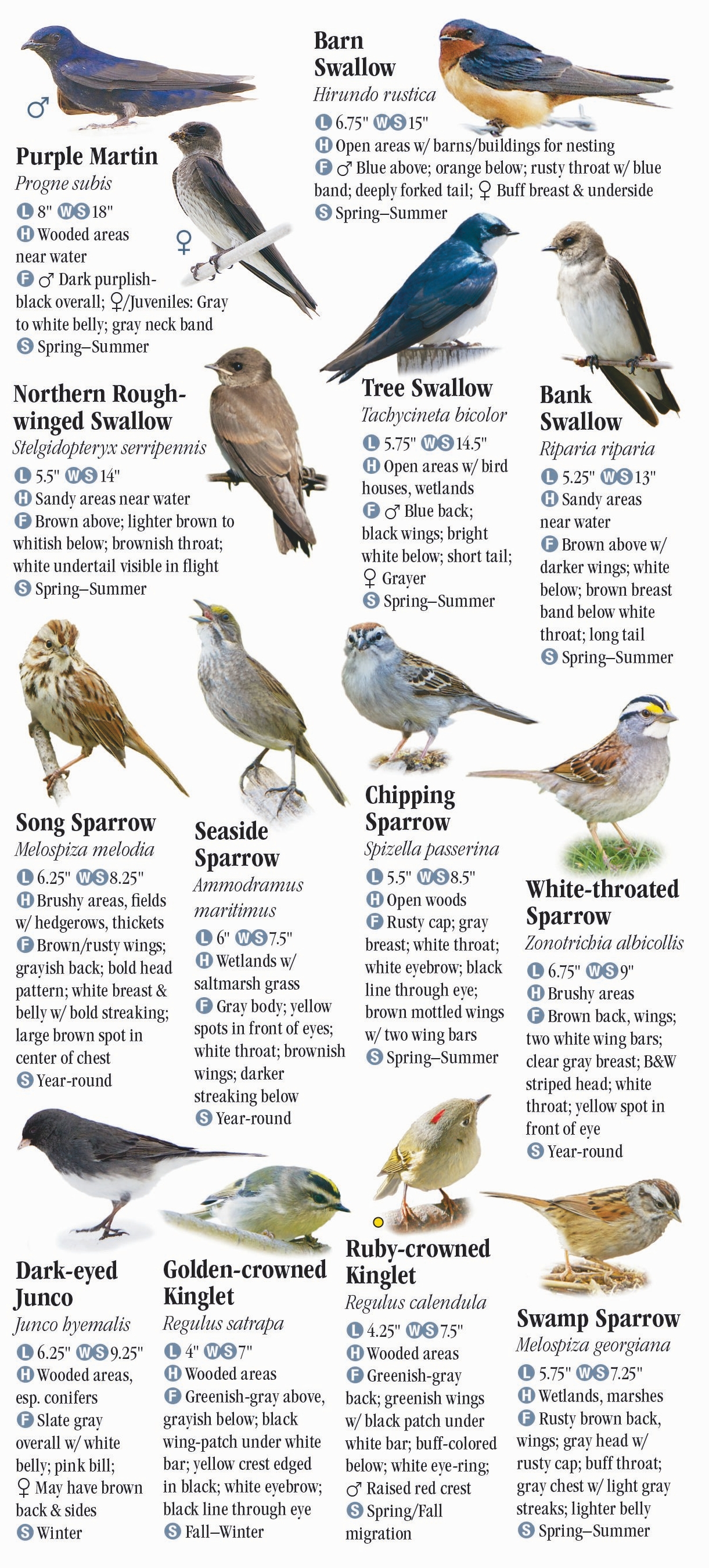 Types Of Birds In Nyc