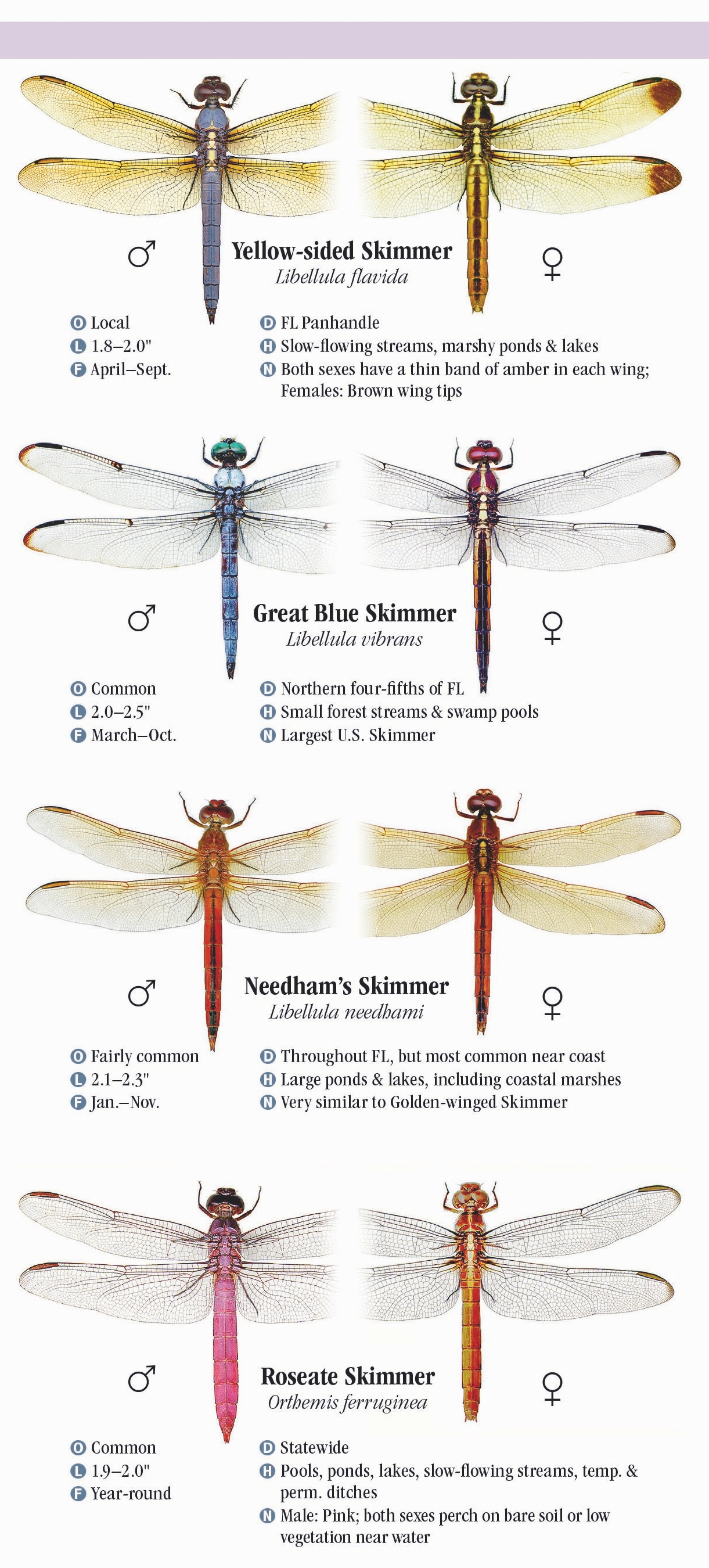 Dragonflies of Florida – Quick Reference Publishing Wholesale