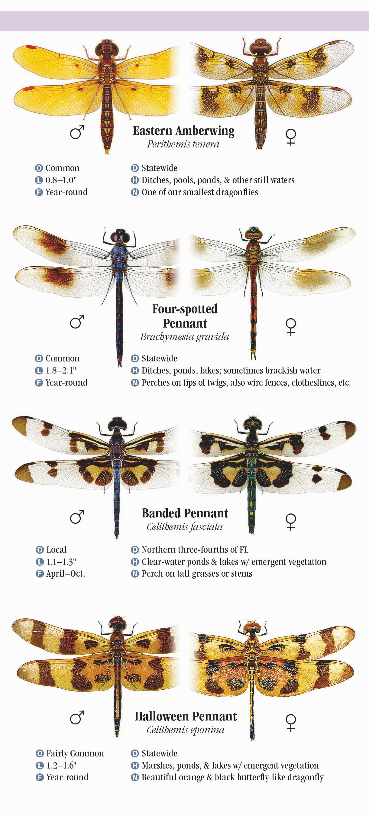 Dragonflies of Florida – Quick Reference Publishing Wholesale