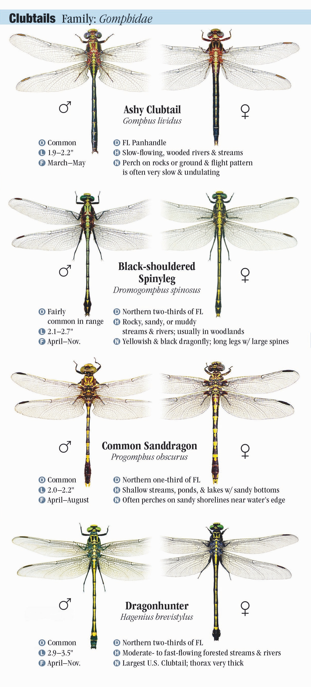 Dragonflies of Florida – Quick Reference Publishing Wholesale