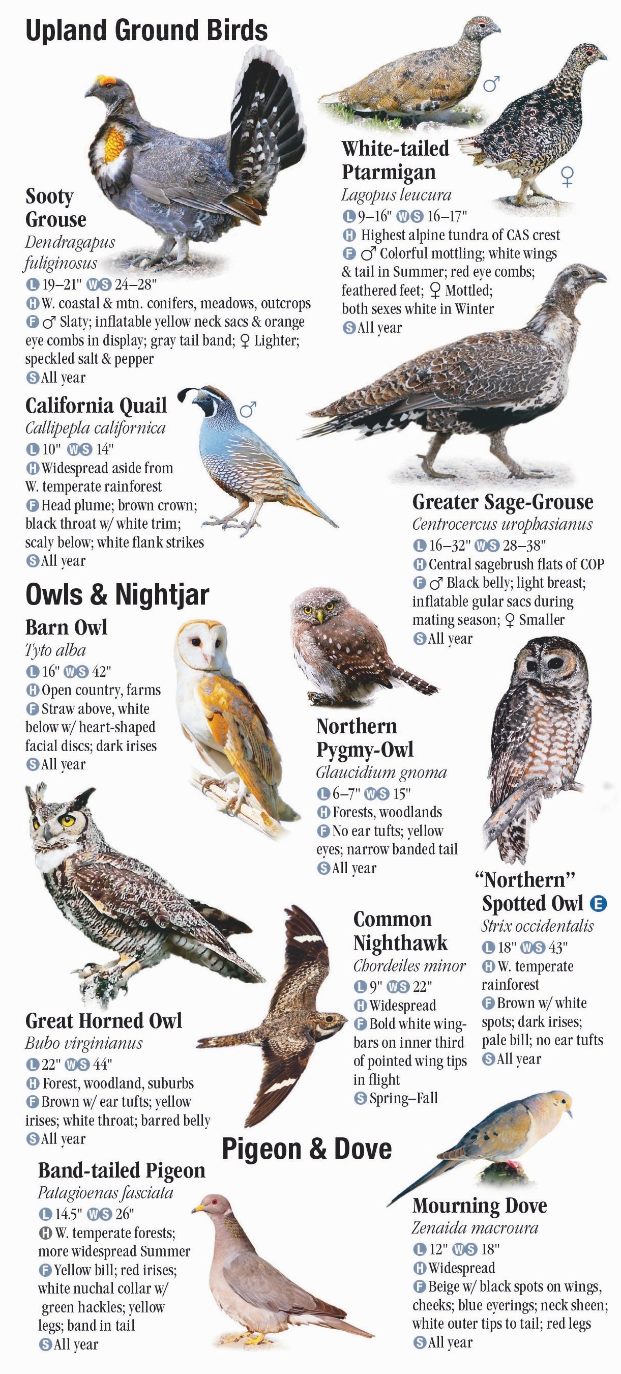 Birds of Washington – Quick Reference Publishing Wholesale