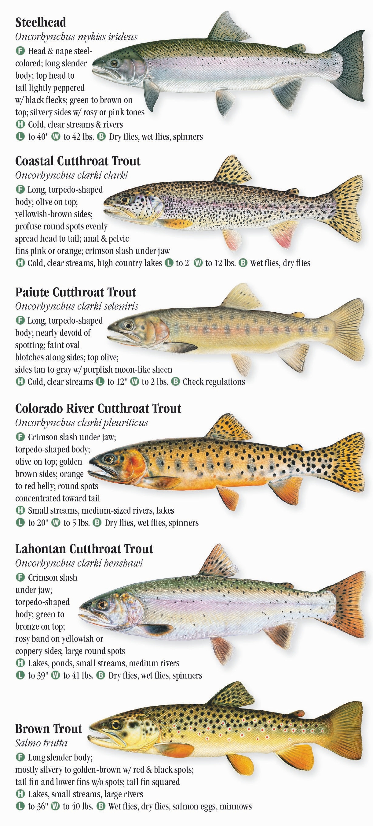 fresh-water-fishes-of-central-northern-california-quick-reference