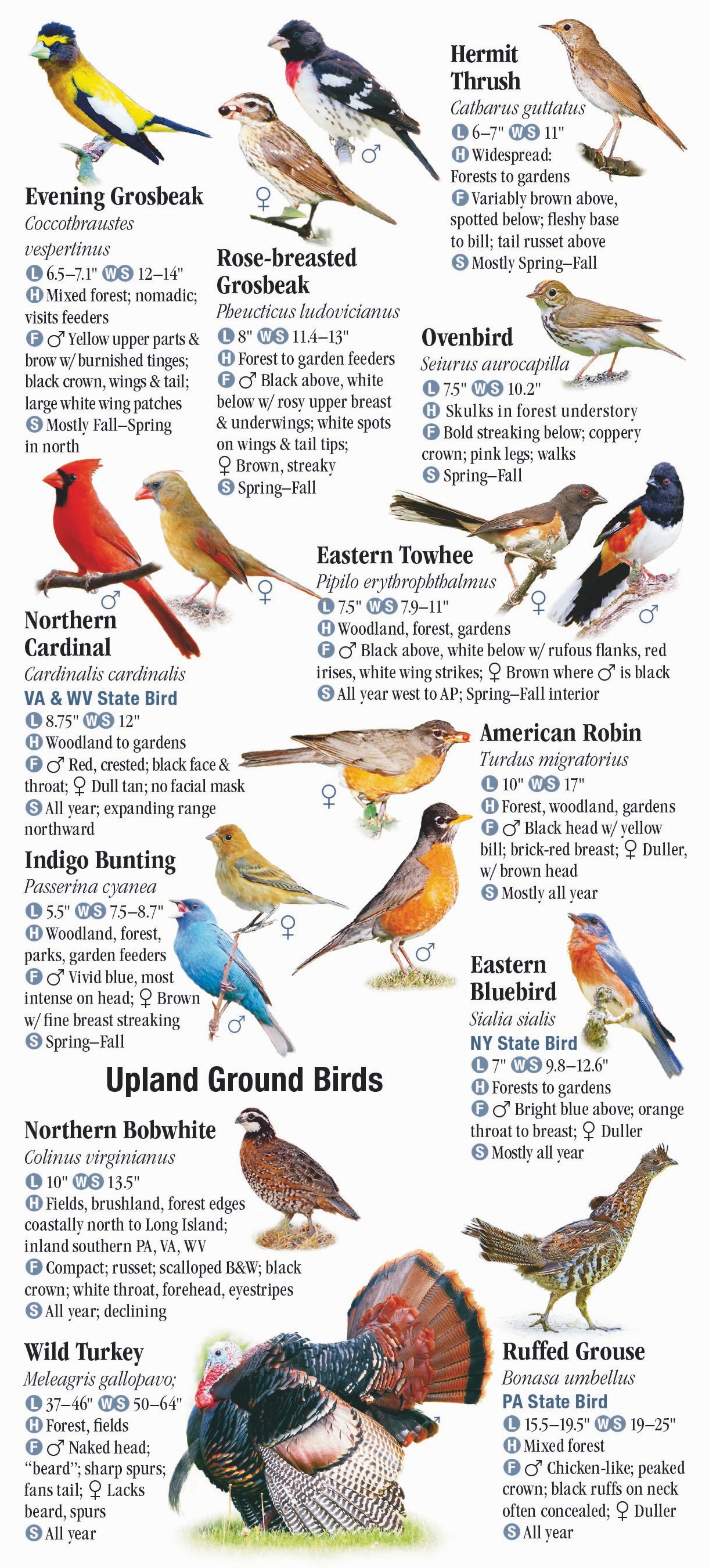 Birds of the Mid-Atlantic States – Quick Reference Publishing Wholesale