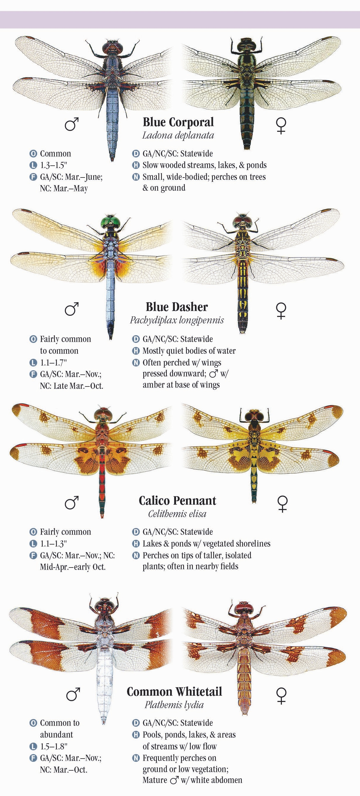 Dragonflies of North Carolina, South Carolina, and Quick