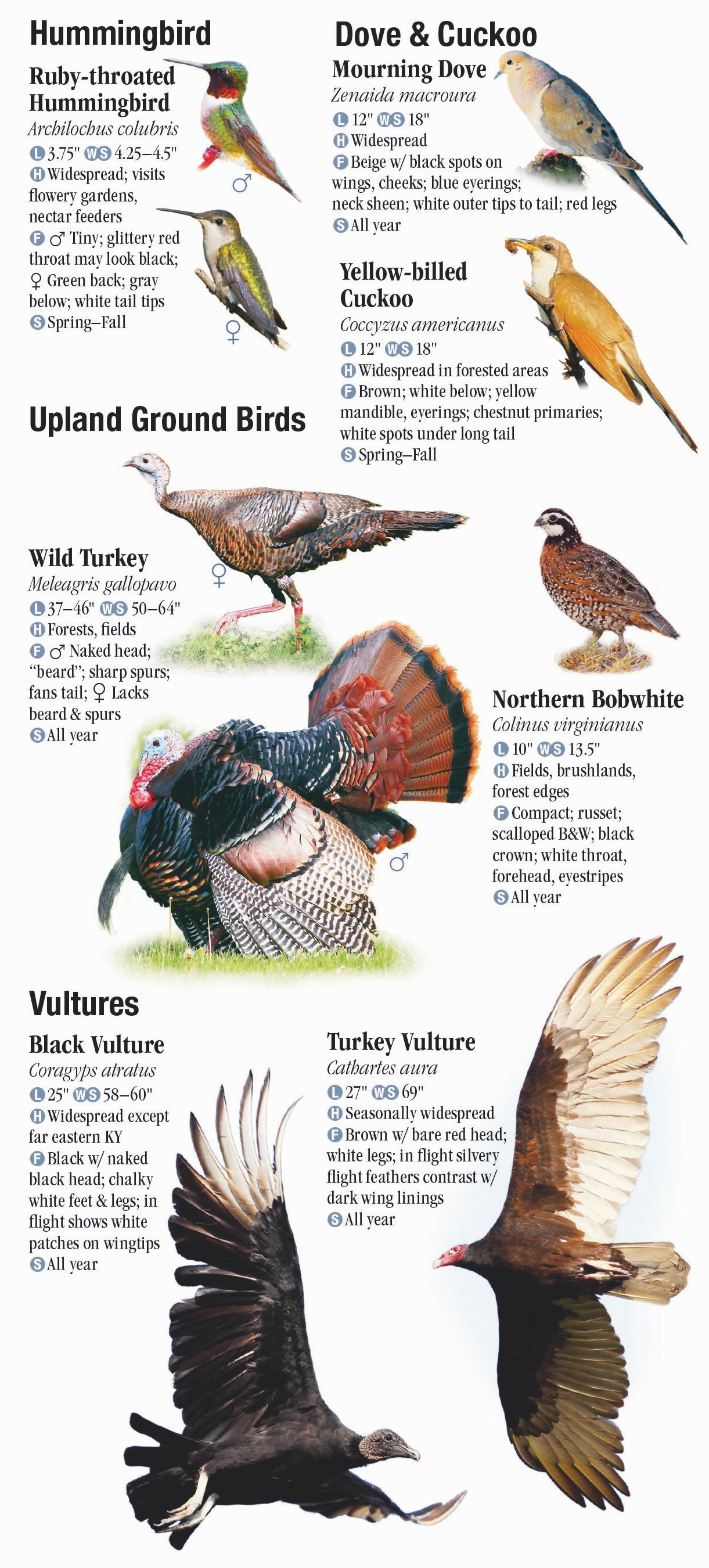 Birds of Kentucky – Quick Reference Publishing