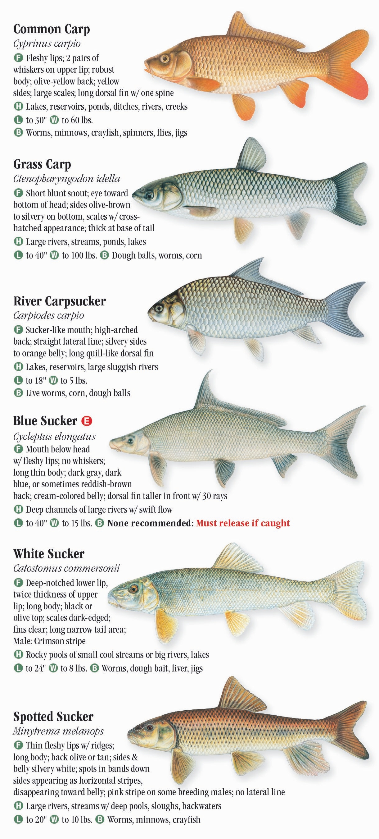 freshwater-fishes-of-missouri-quick-reference-publishing