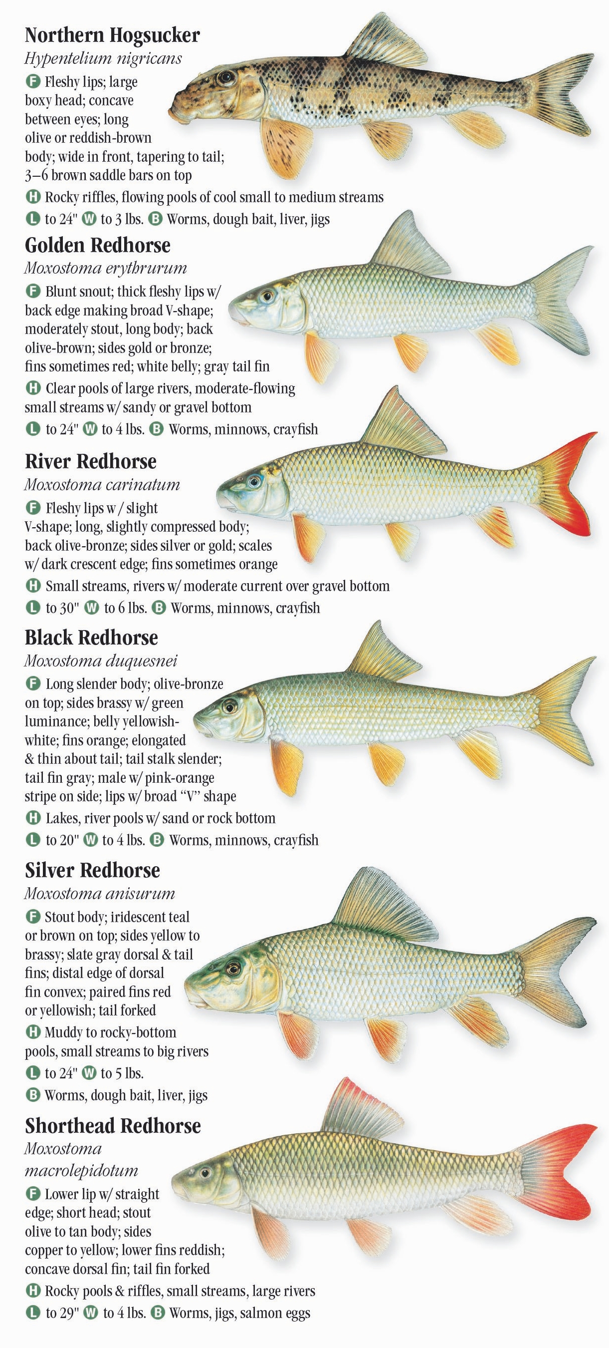 Freshwater Fishes Of Missouri Quick Reference Publishing Wholesale   254 FWFish MO RP 02.17 Page 06 