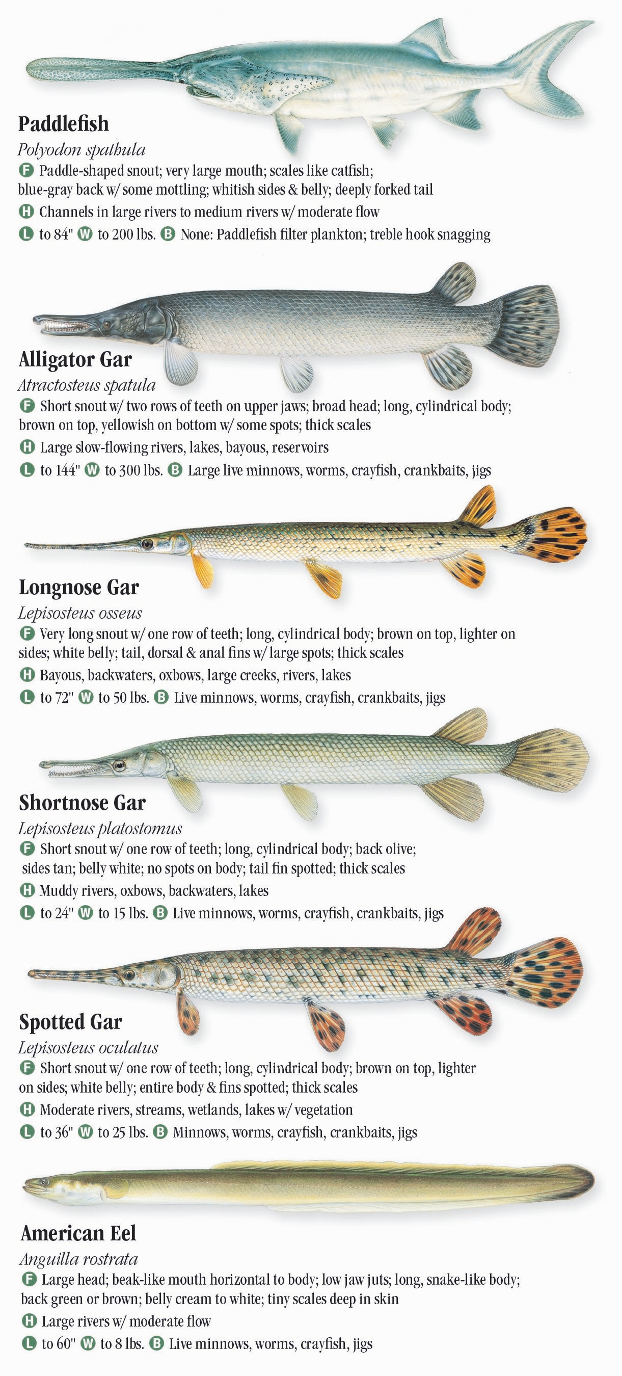 freshwater-fishes-of-arkansas-quick-reference-publishing