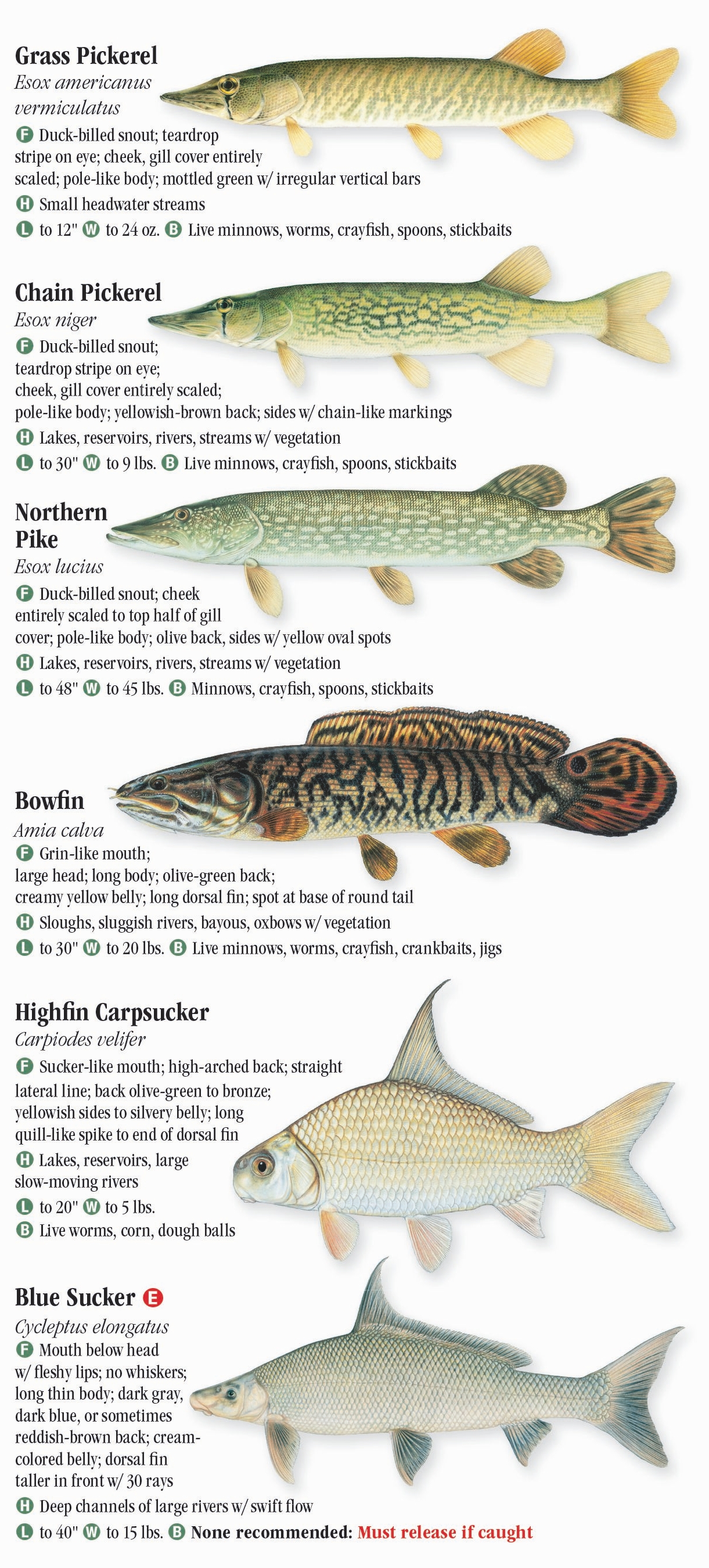 freshwater-fishes-of-arkansas-quick-reference-publishing