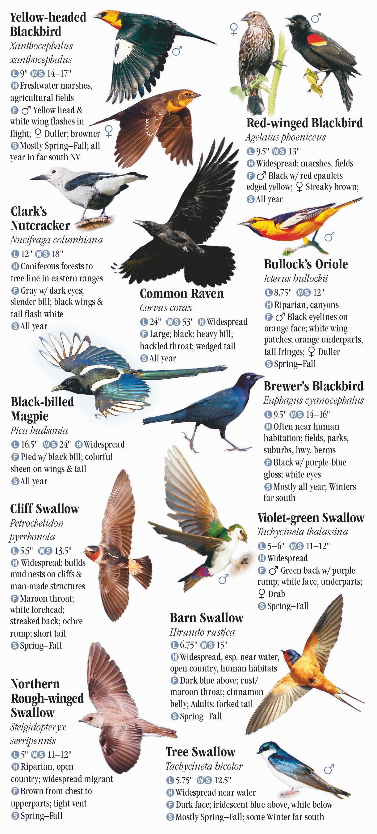 Birds of Nevada – Quick Reference Publishing Wholesale