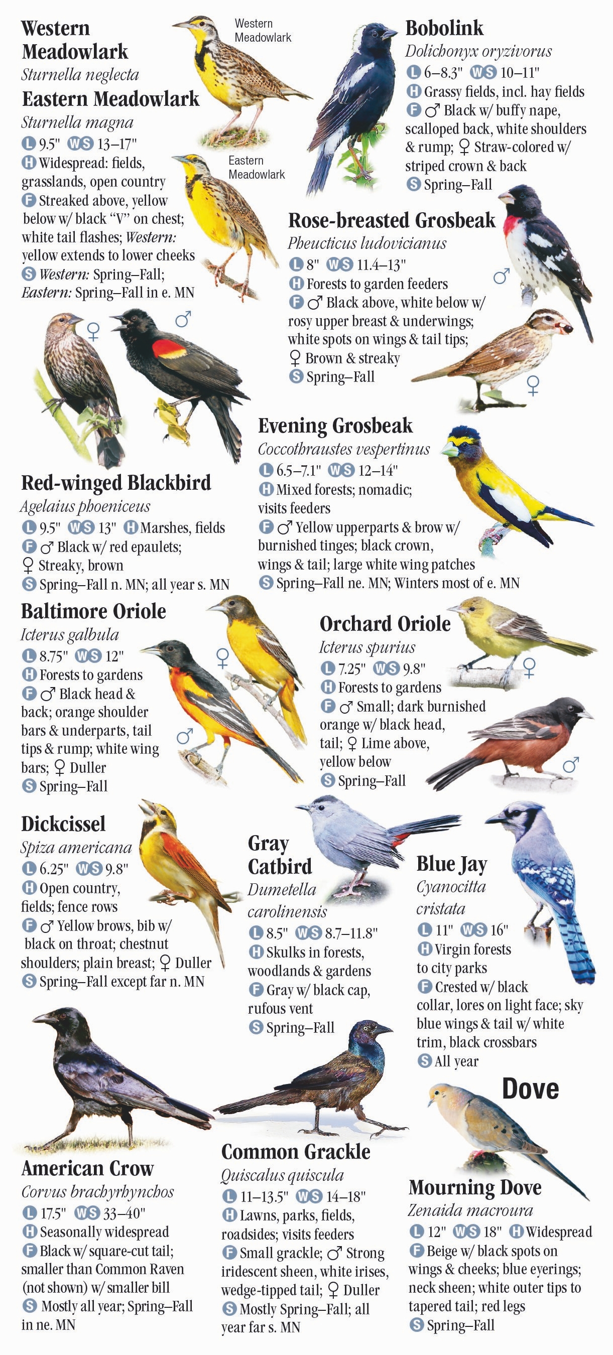 Birds of Minnesota – Quick Reference Publishing Wholesale