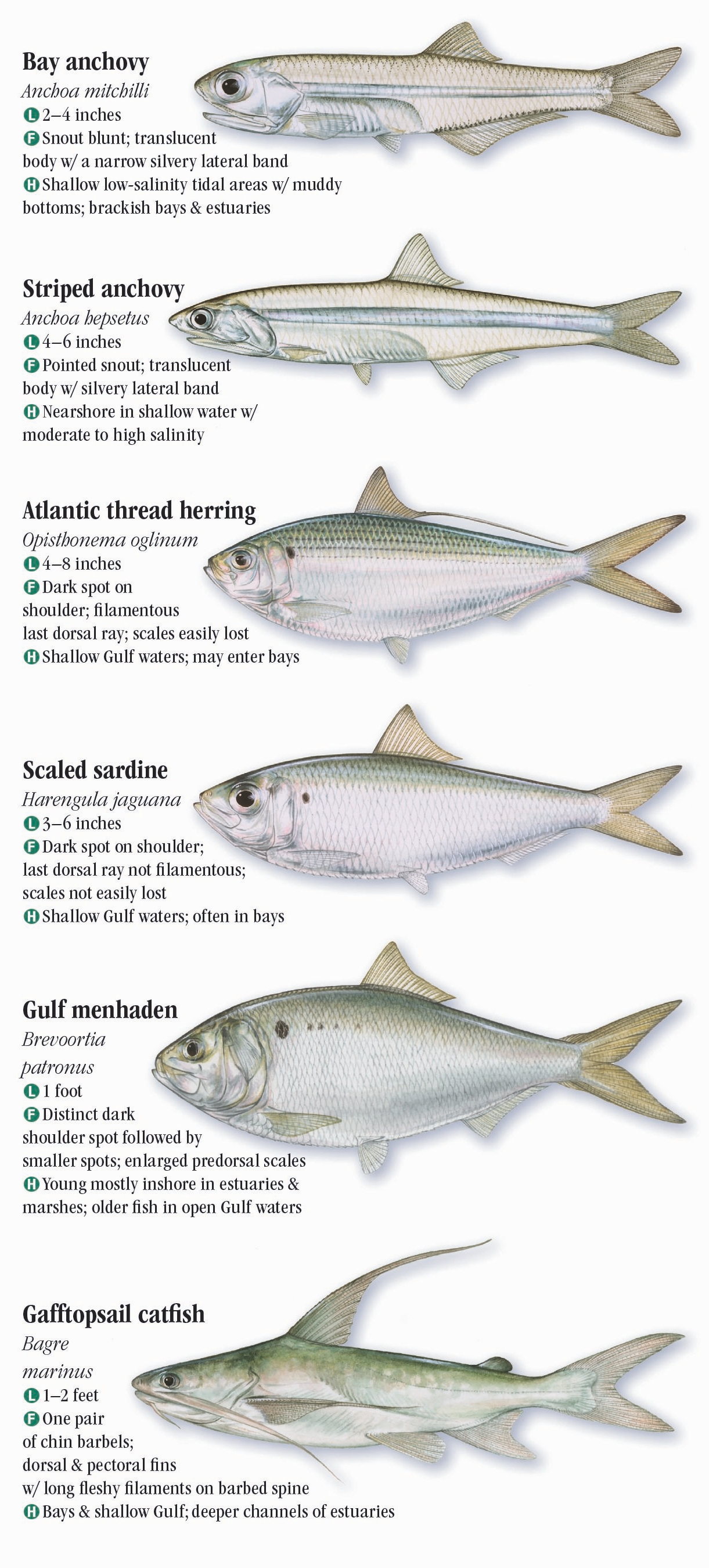 Saltwater Fishes of Alabama and Mississippi Quick Reference Publishing