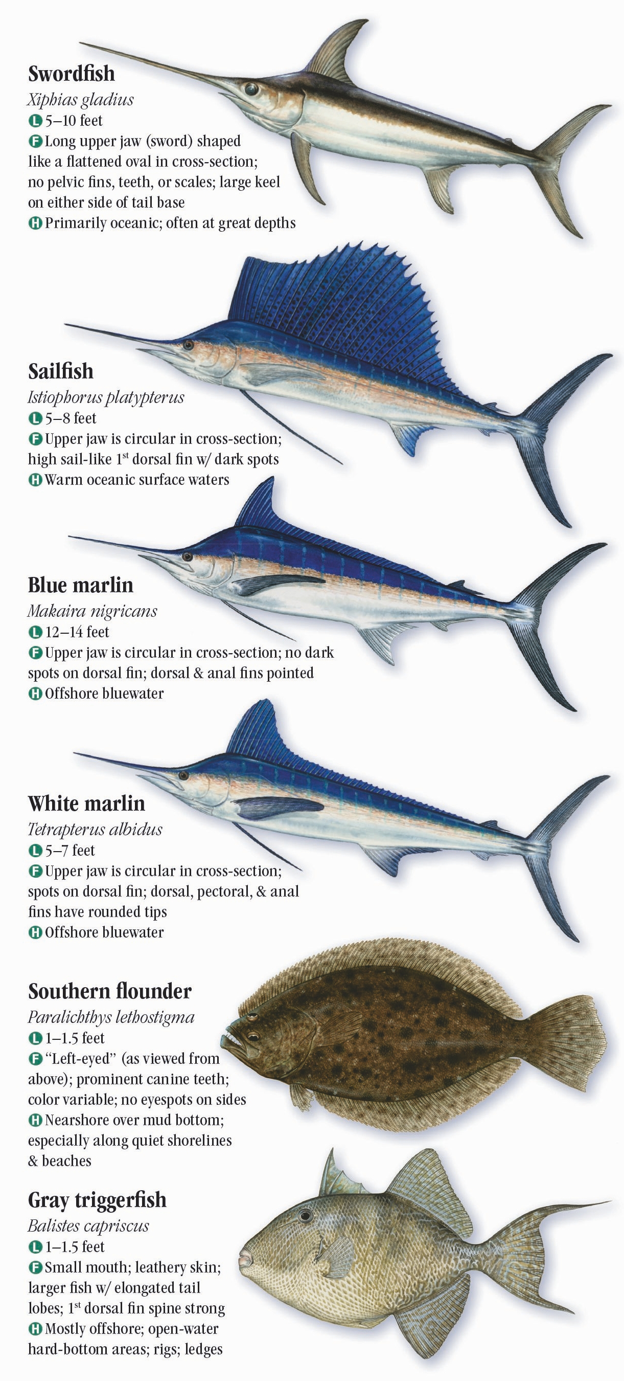 Saltwater Fishes of Alabama and Mississippi – Quick Reference ...