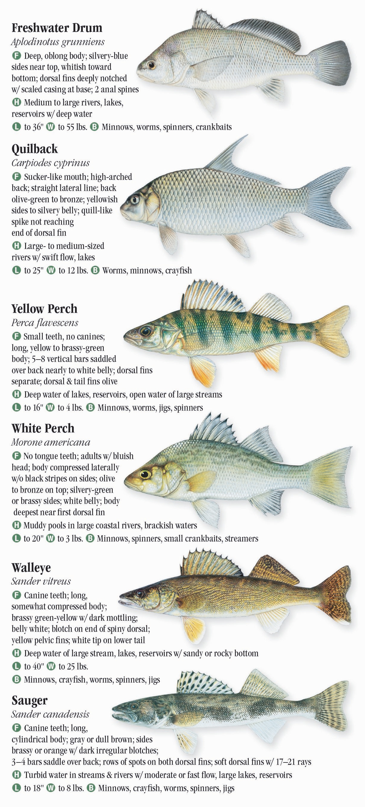 Freshwater Fishes of New York Quick Reference Publishing Wholesale